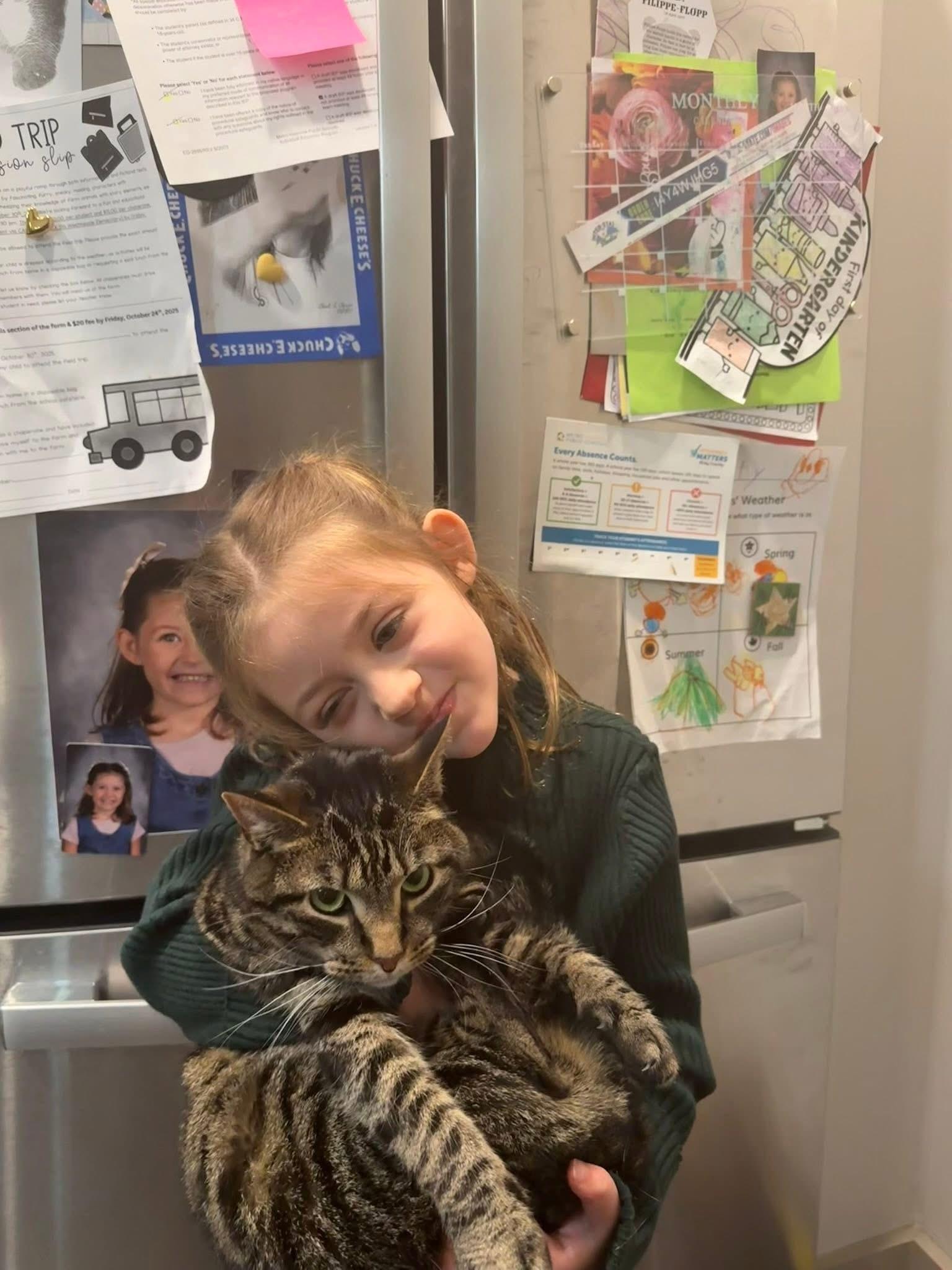 Enlarge Dash, an adopted Domestic Short Hair in Nashville, TN image 1/1