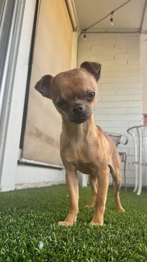 Macro, a Adoptable mixed breed in Phoenix, AZ image 2/6