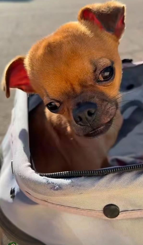 Macro, a Adoptable mixed breed in Phoenix, AZ image 3/6