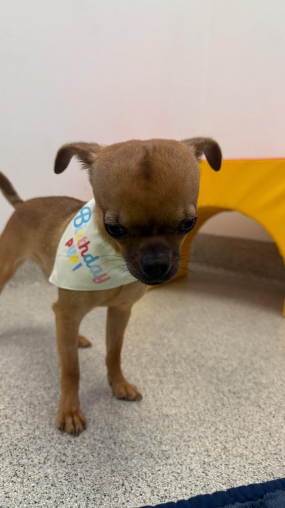 Enlarge Macro, a Adoptable mixed breed in Phoenix, AZ image 4/6