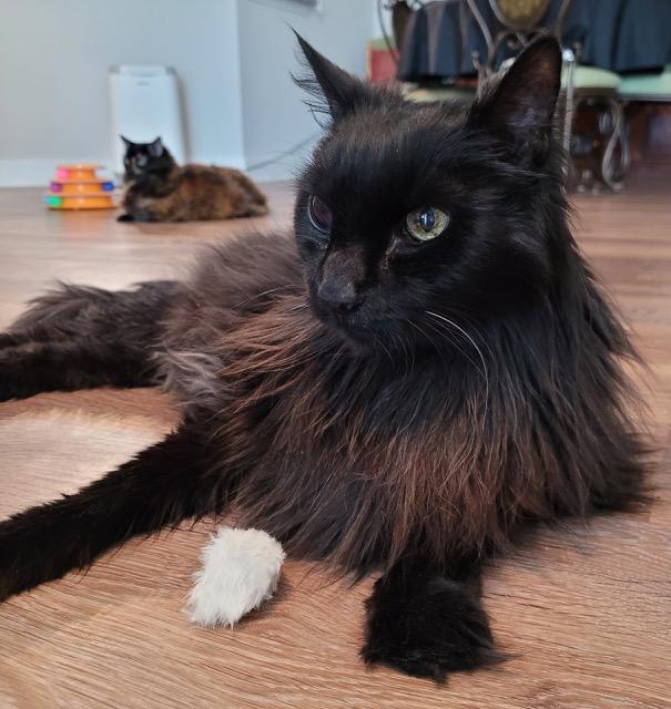 Blackerson & Sammy, a Adopted mixed breed in Charlotte, NC image 3/4