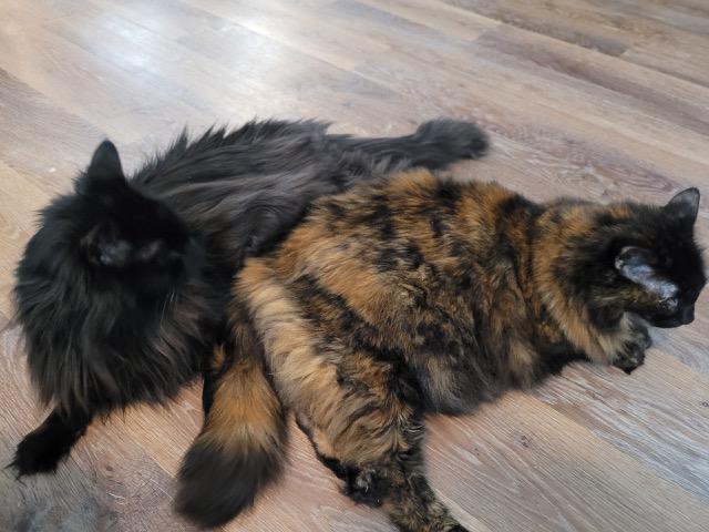 Blackerson & Sammy, a Adopted mixed breed in Charlotte, NC image 4/4