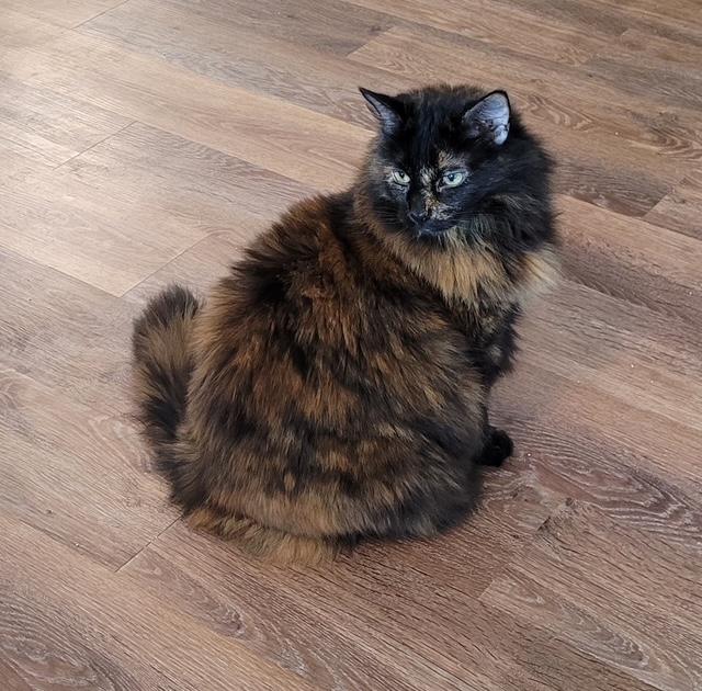 Blackerson & Sammy, Adopted, Senior Female Maine Coon & Domestic Medium Hair.