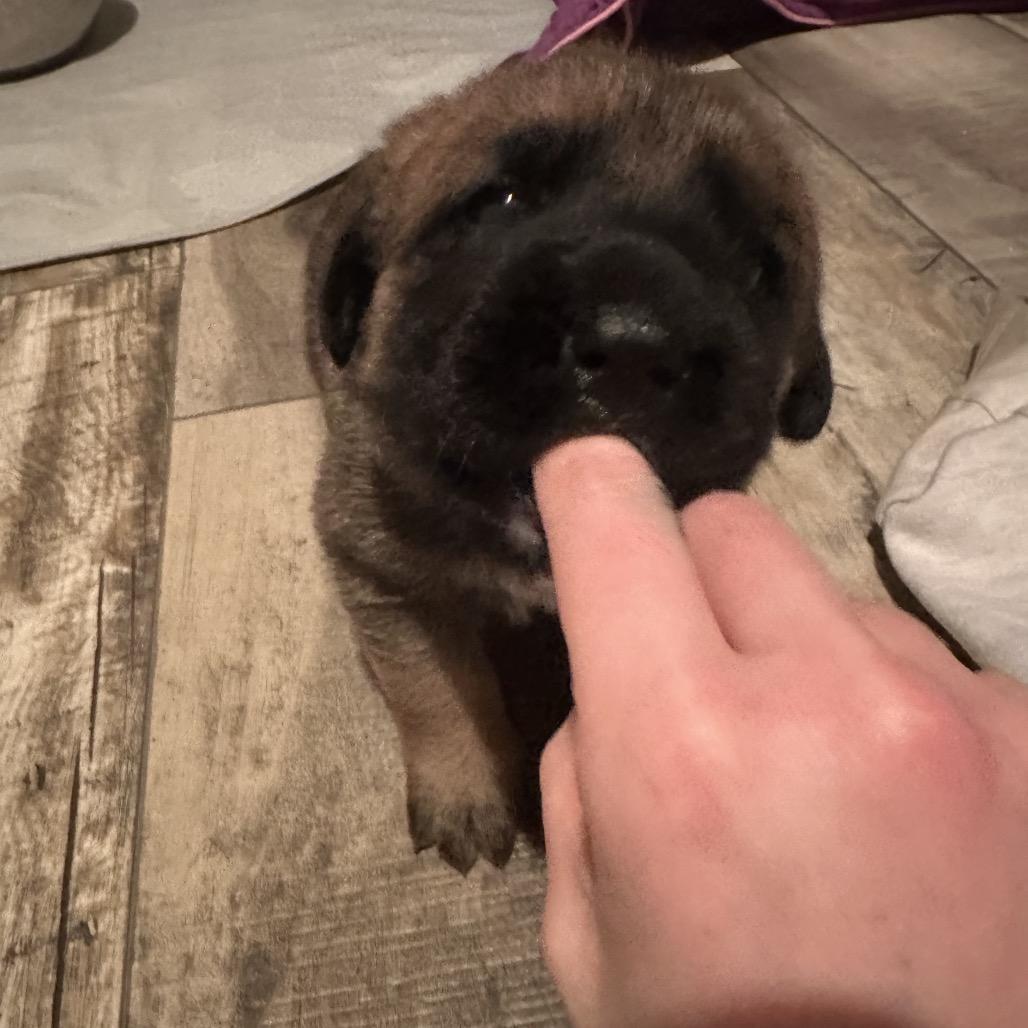 Daisy Duke, Adoptable, Puppy Male Shepherd.