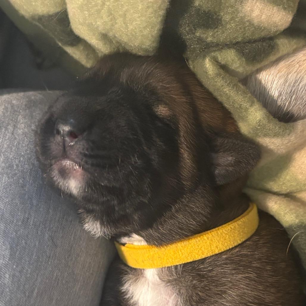 Enlarge Daisy Duke, a Adoptable Shepherd in Saratoga Springs, NY image 3/6