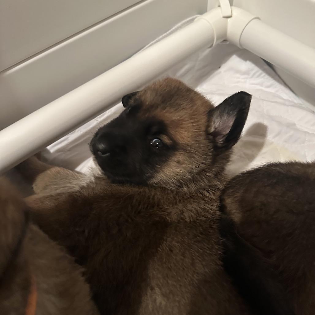 Enlarge Daisy Duke, a Adoptable Shepherd in Saratoga Springs, NY image 4/6