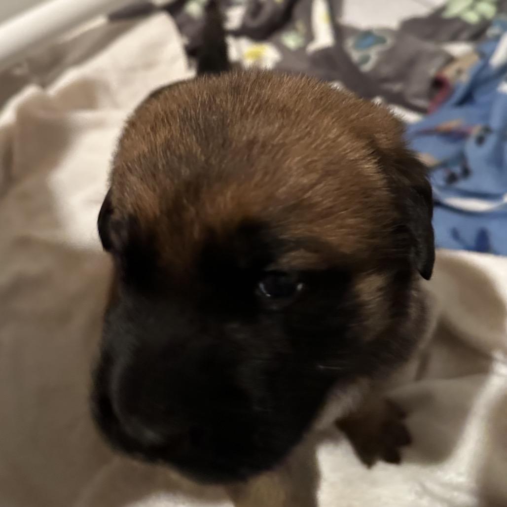 Enlarge Daisy Duke, a Adoptable Shepherd in Saratoga Springs, NY image 5/6