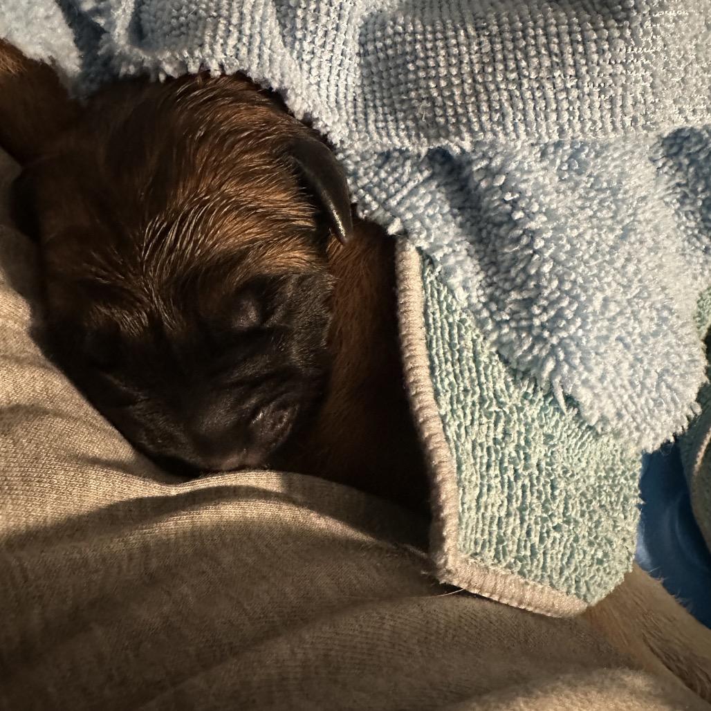 Enlarge Daisy Duke, a Adoptable Shepherd in Saratoga Springs, NY image 6/6