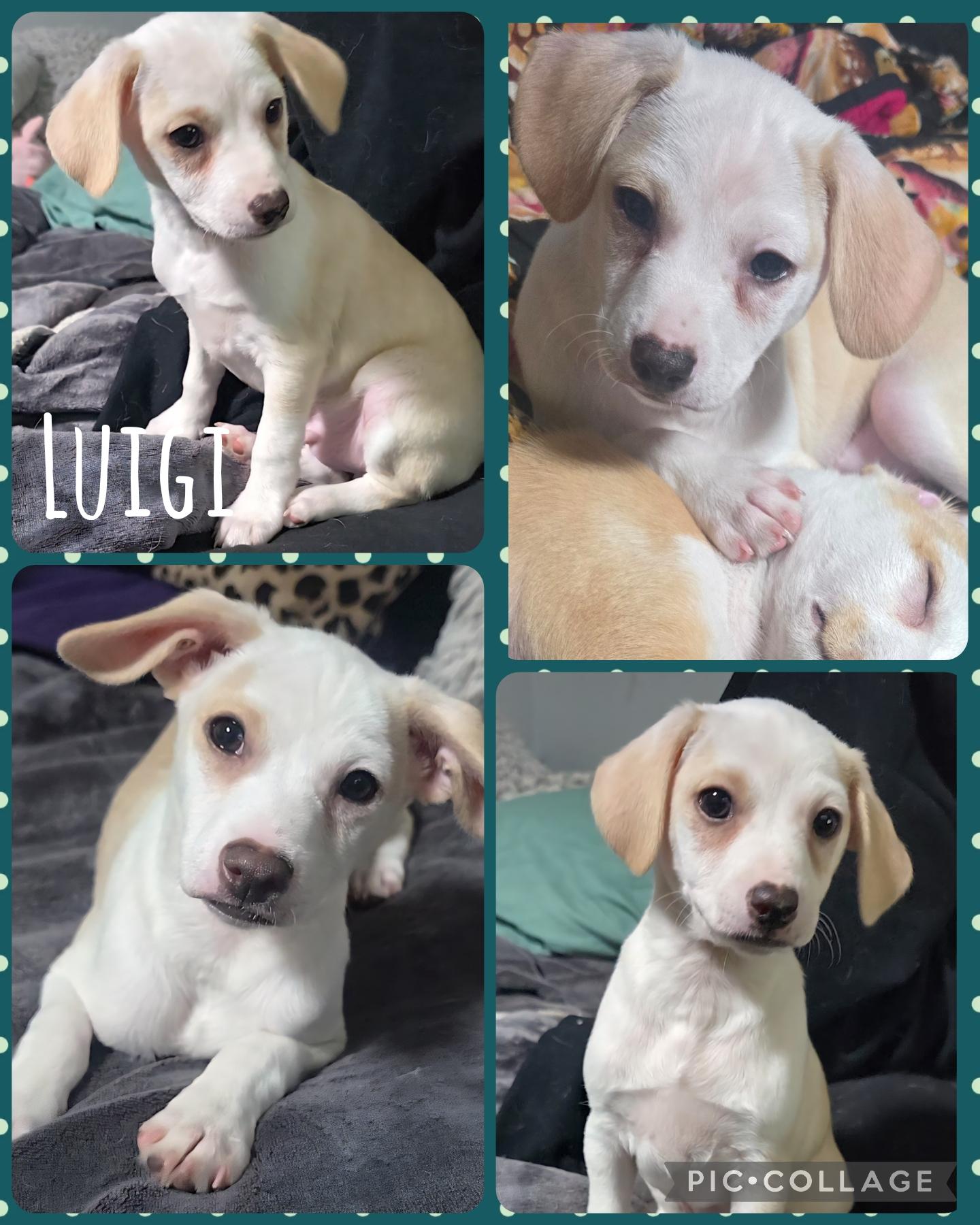Luigi, Adoptable, Puppy Male Chihuahua & Jack Russell Terrier.