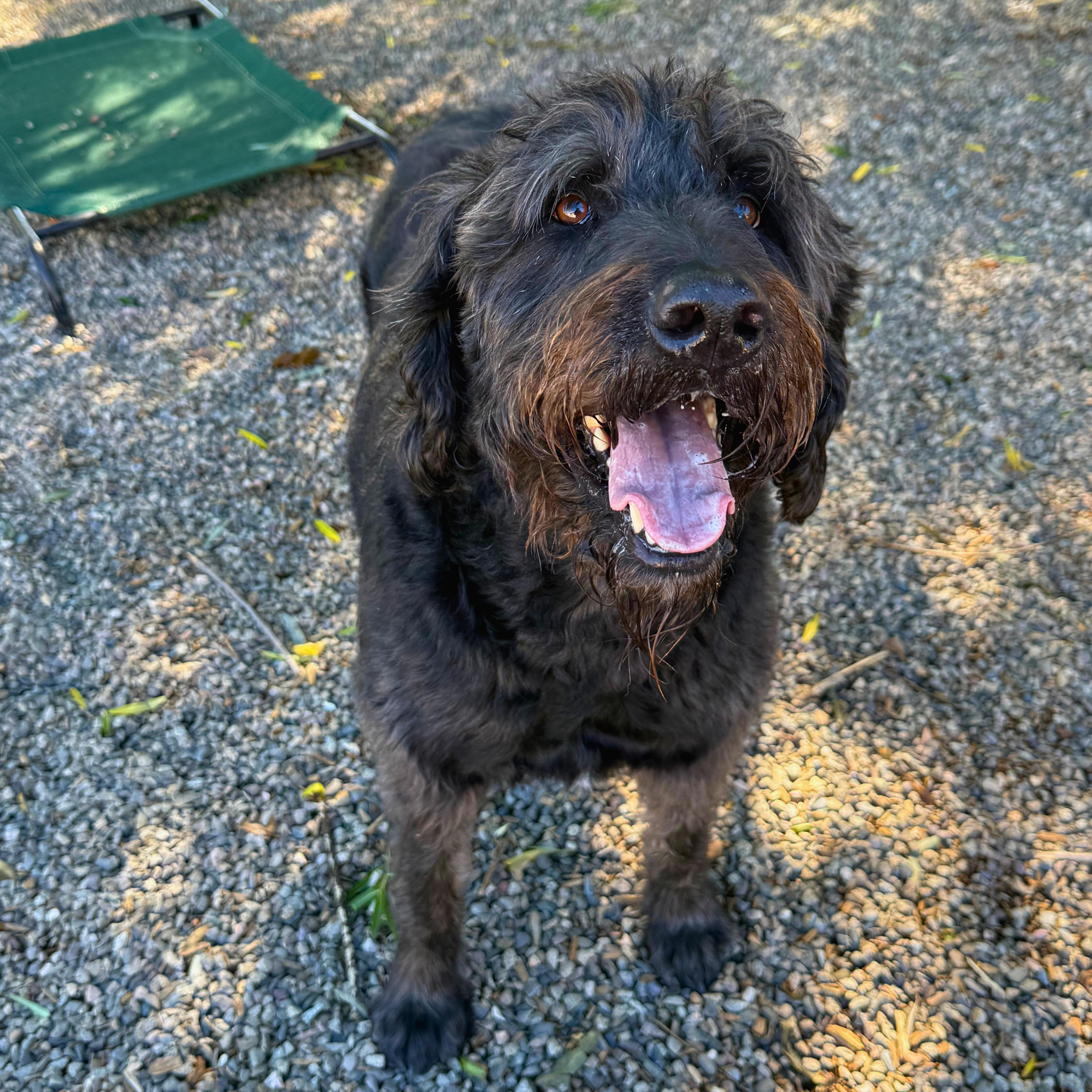 Enlarge Rex - Delta, a Adopted Labradoodle in Delta, CO image 2/6