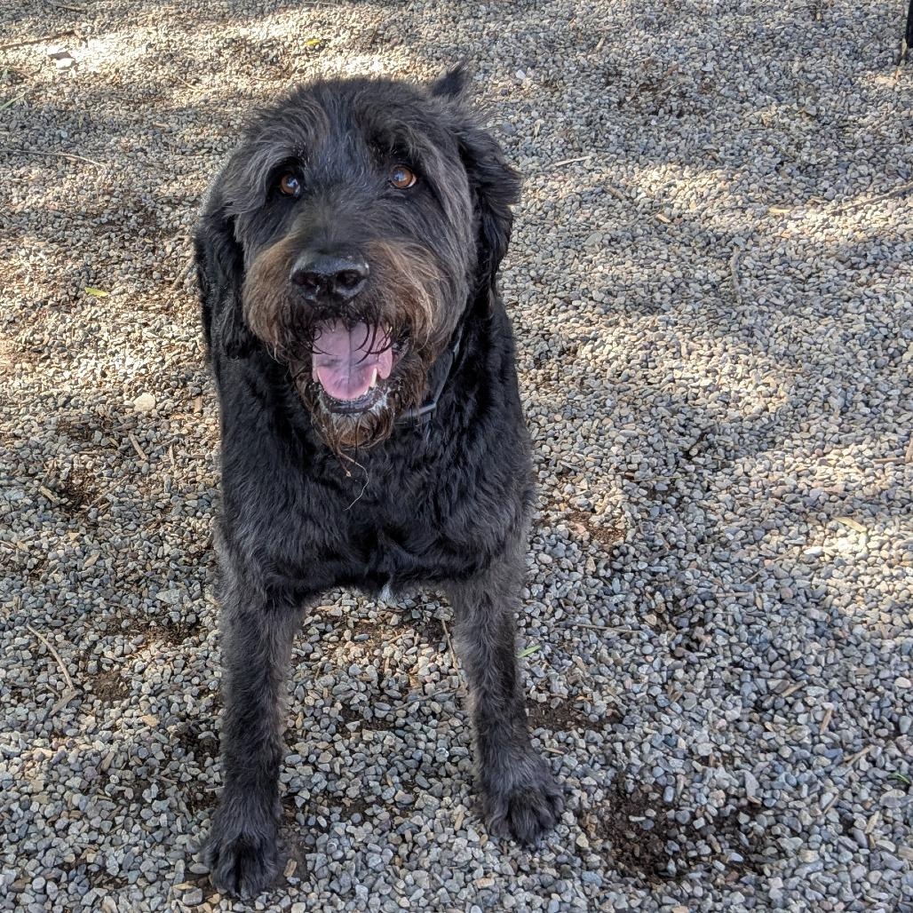 Enlarge Rex - Delta, a Adopted Labradoodle in Delta, CO image 6/6