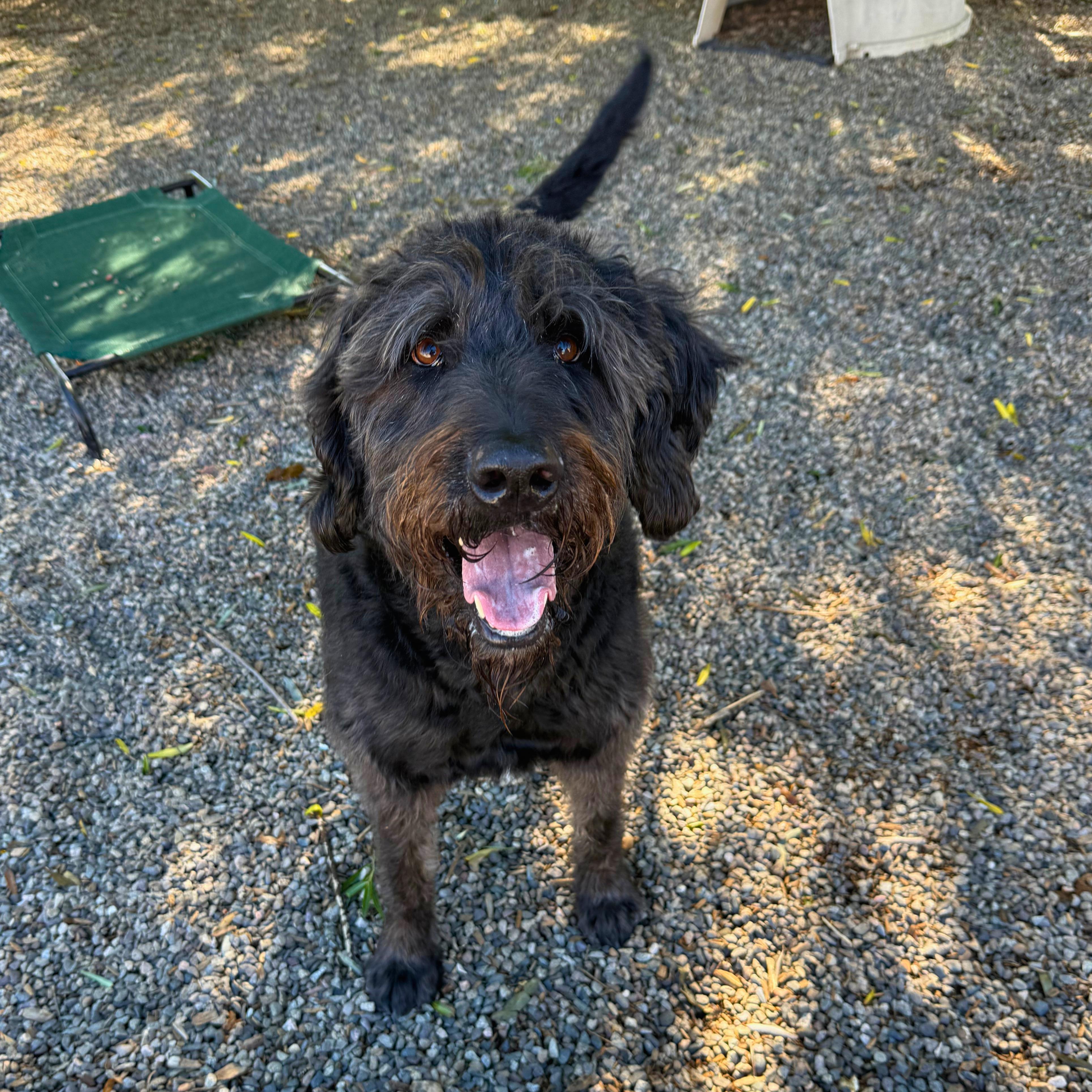 Enlarge Rex - Delta, a Adopted Labradoodle in Delta, CO image 4/6