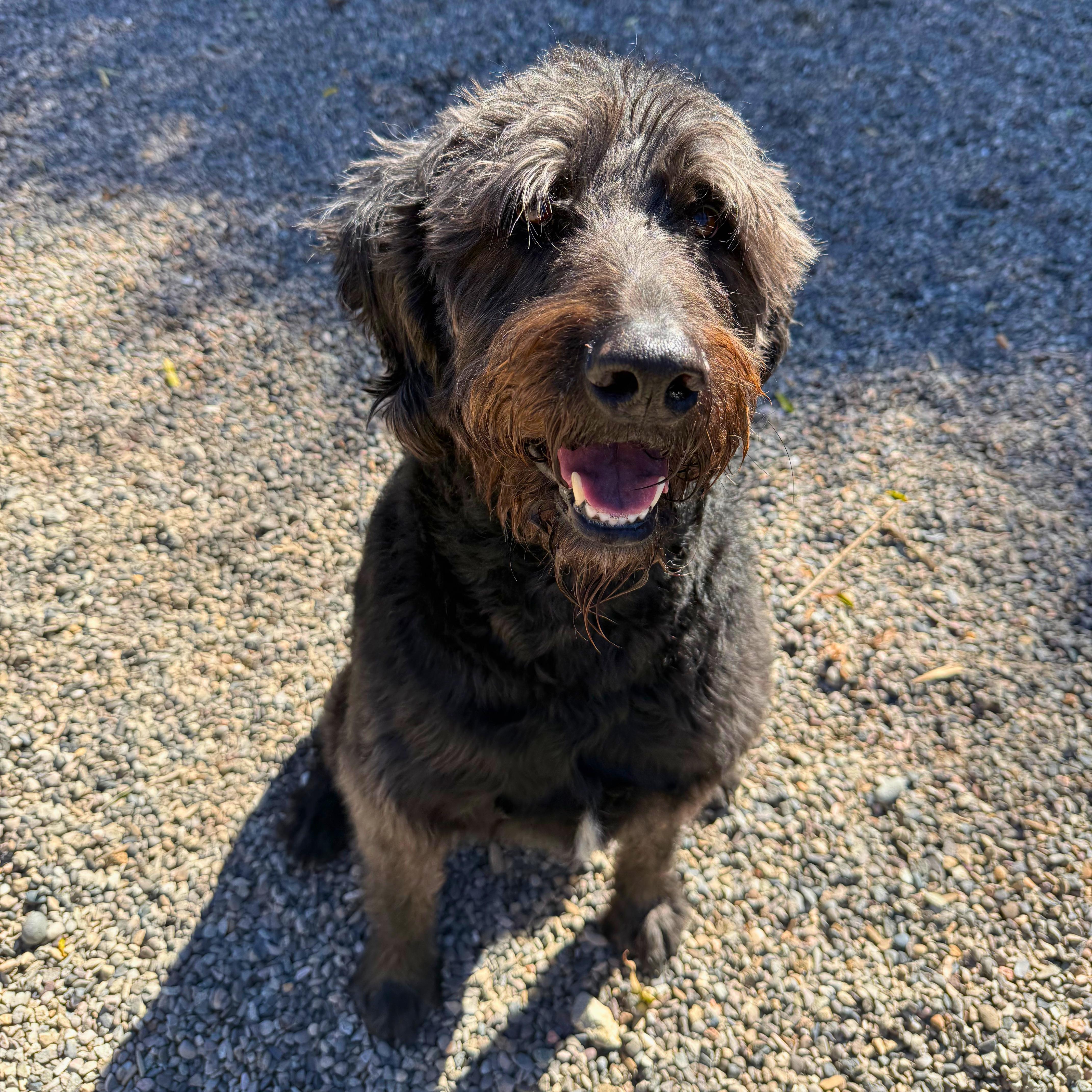 Enlarge Rex - Delta, a Adopted Labradoodle in Delta, CO image 5/6