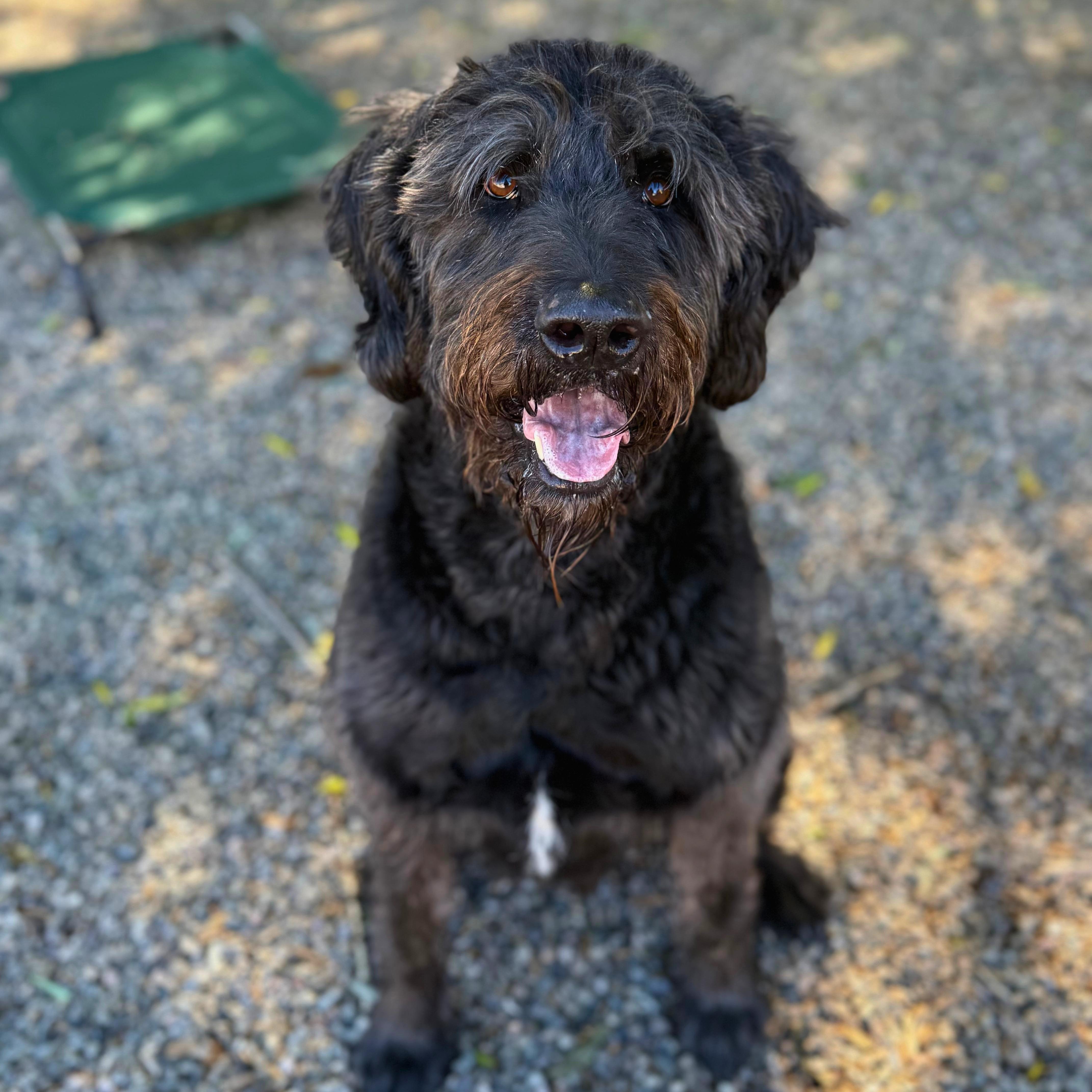 Enlarge Rex - Delta, a Adopted Labradoodle in Delta, CO image 1/6