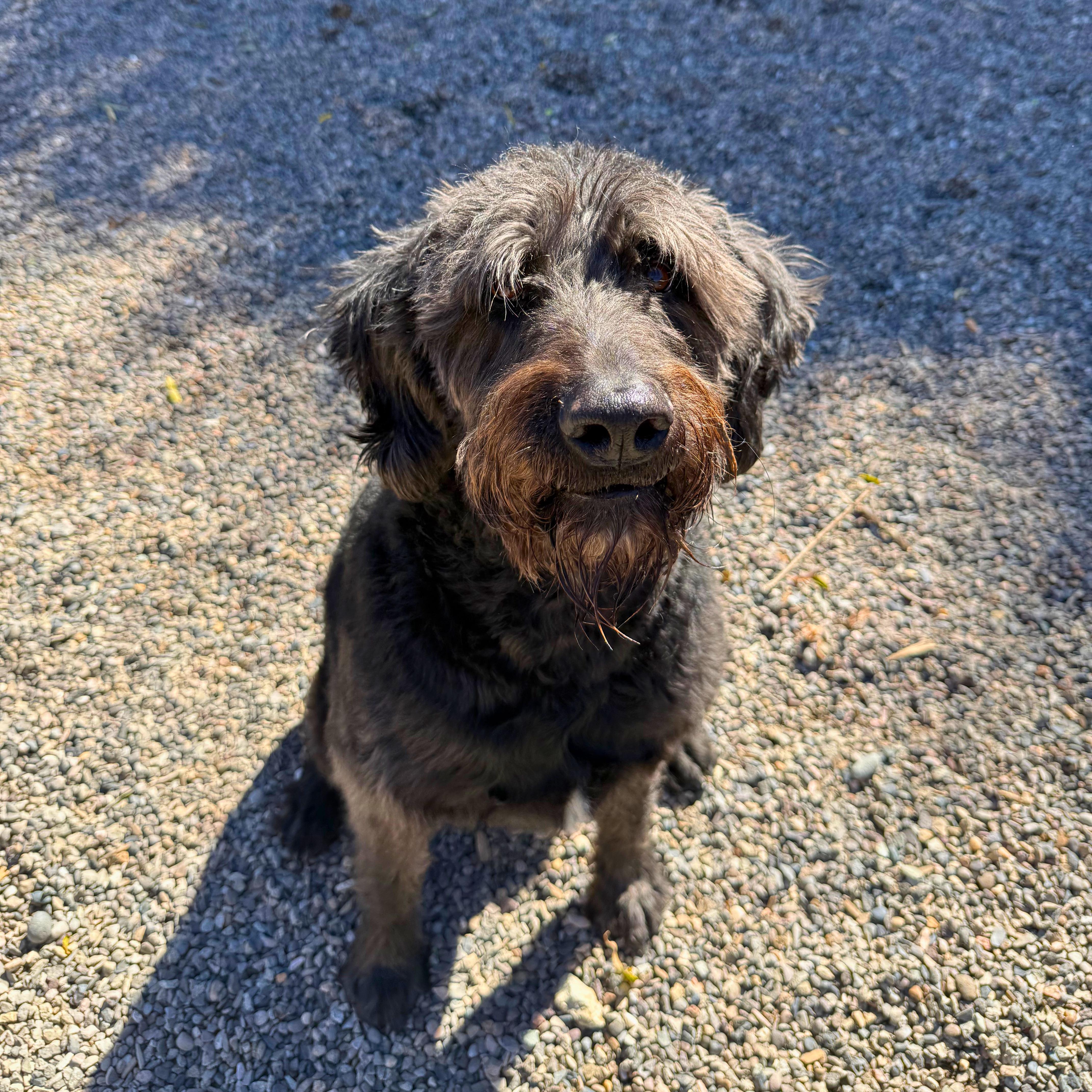 Enlarge Rex - Delta, a Adopted Labradoodle in Delta, CO image 3/6
