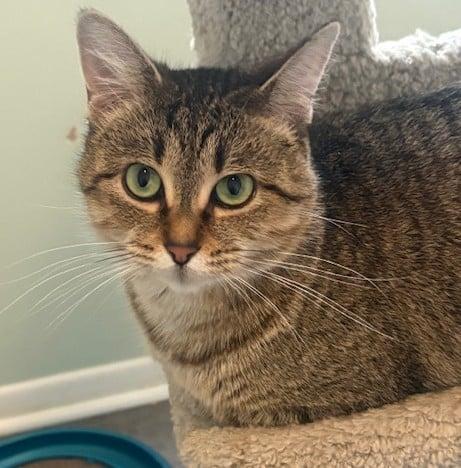 Sprout, ADOPTABLE, Adult Female Domestic Short Hair.