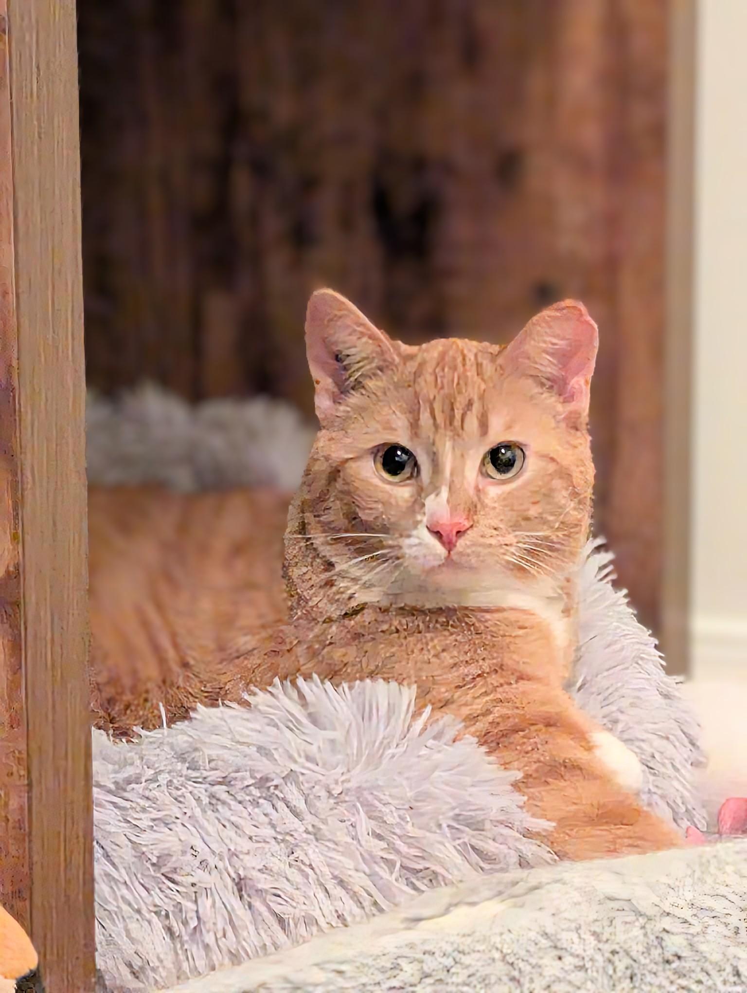 Mr. Milo, a ADOPTABLE Domestic Short Hair in Winnipeg, MB image 4/5