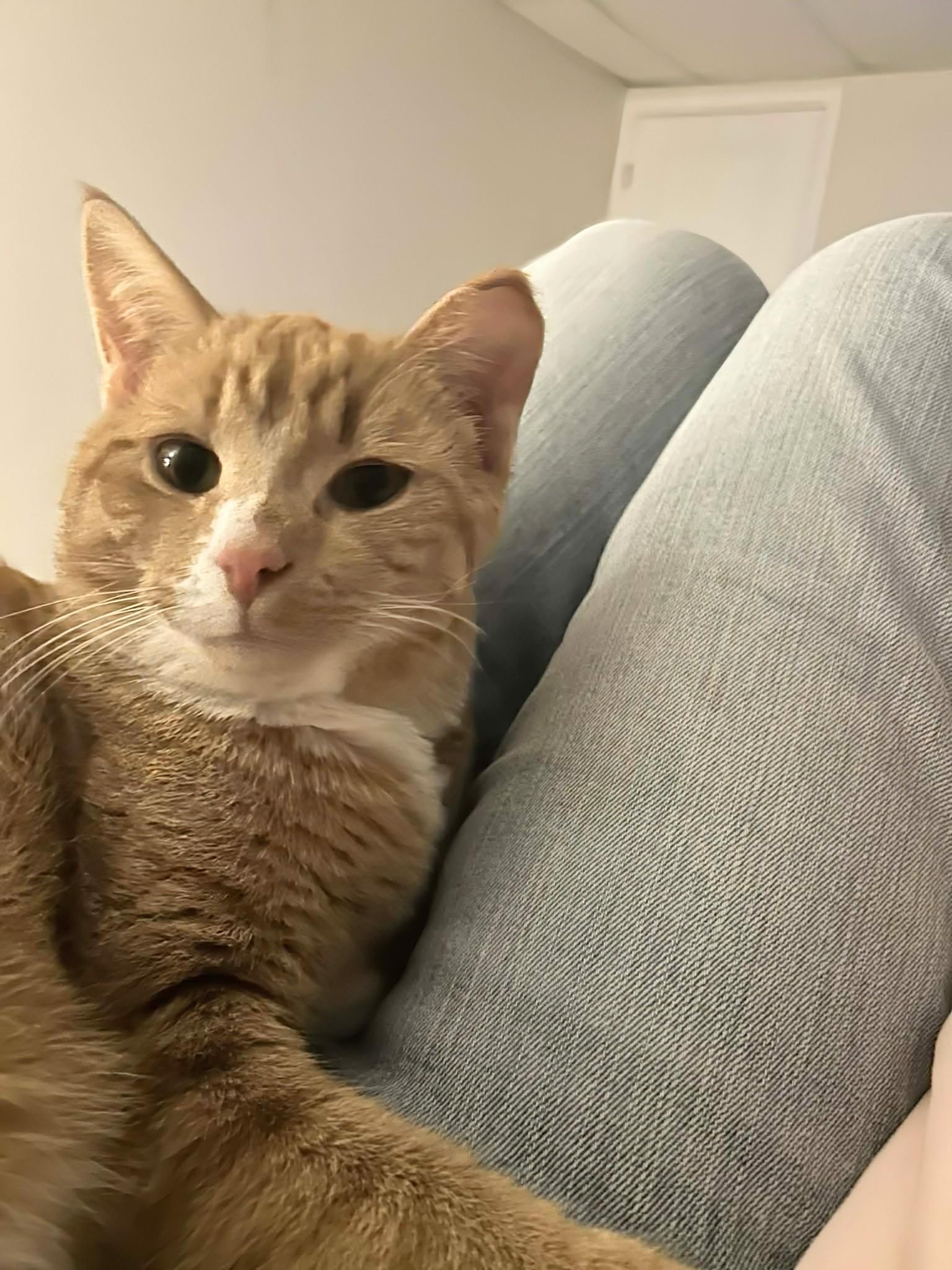 Mr. Milo, a ADOPTABLE Domestic Short Hair in Winnipeg, MB image 3/5