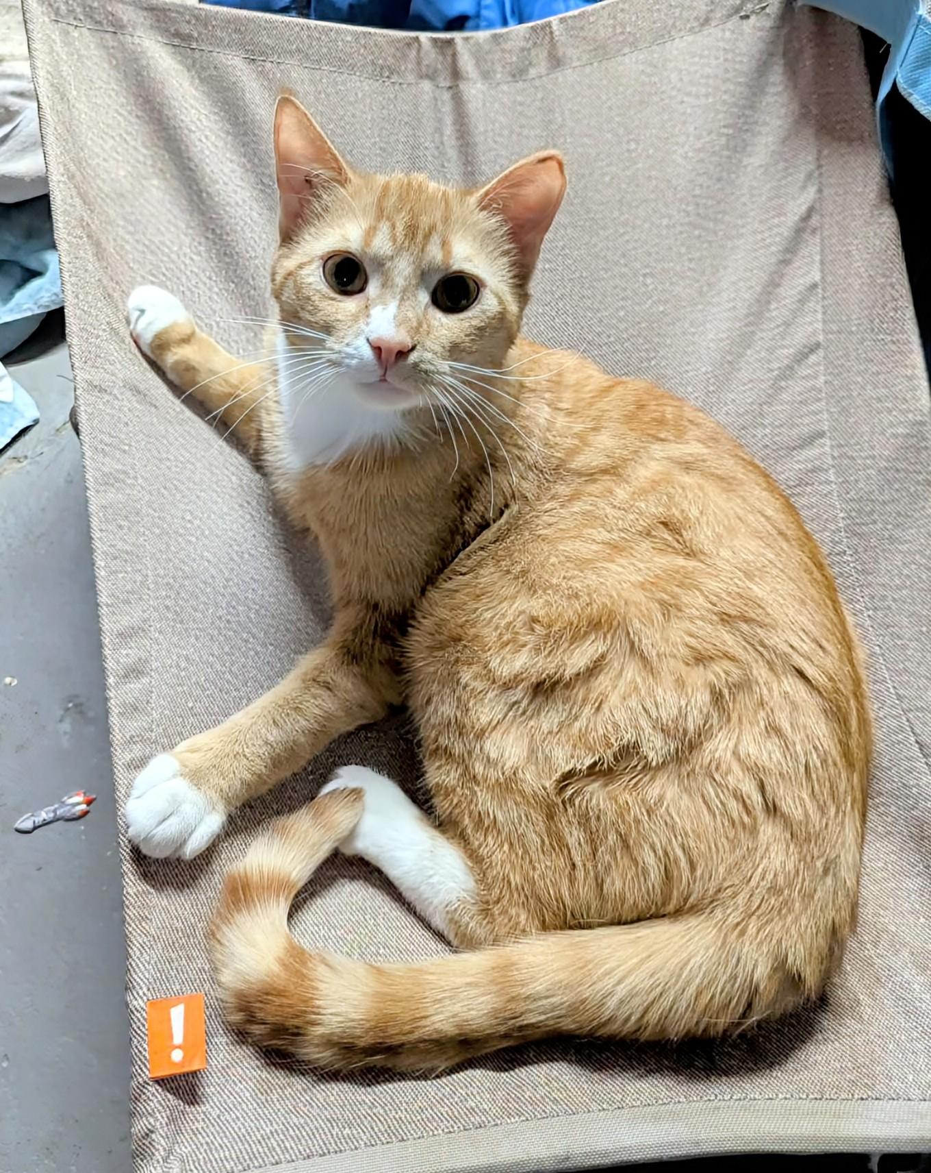 Mr. Milo, a ADOPTABLE Domestic Short Hair in Winnipeg, MB image 1/5