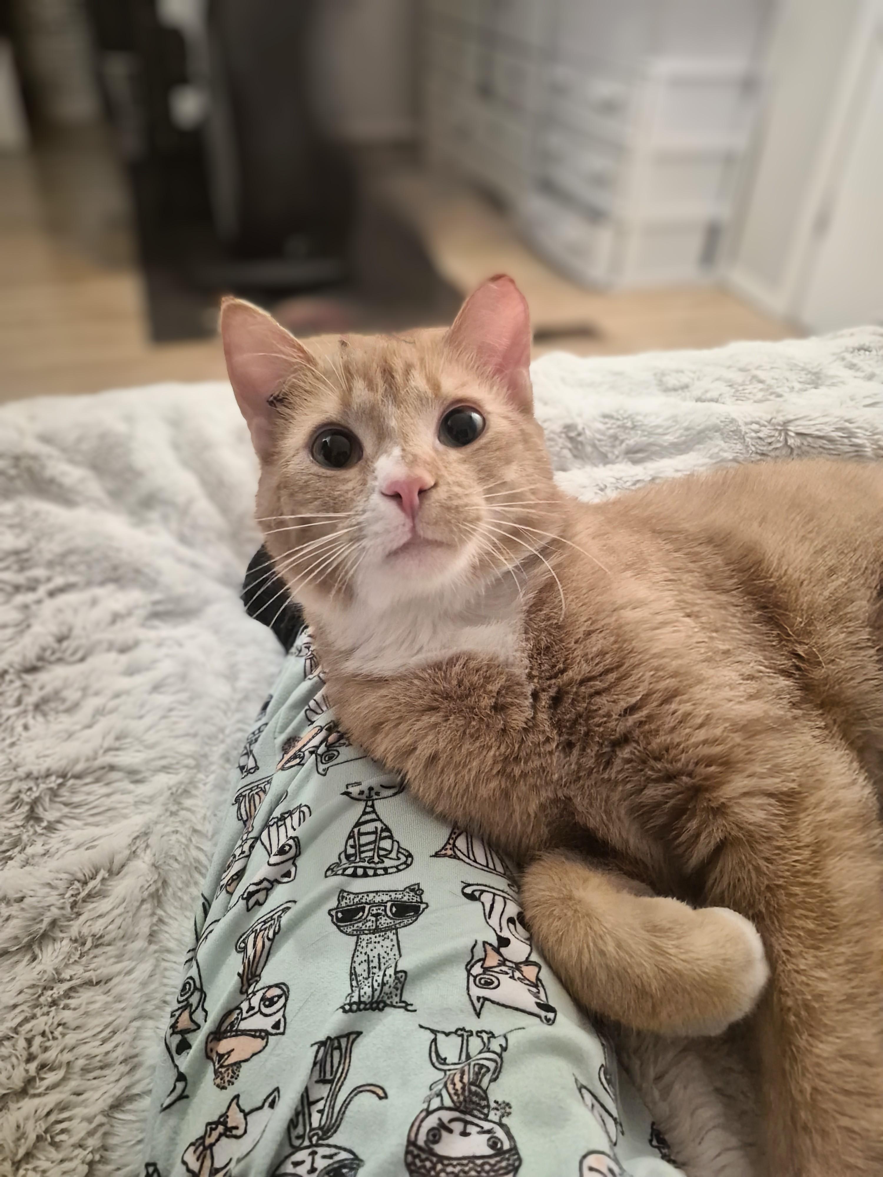 Mr. Milo, a ADOPTABLE Domestic Short Hair in Winnipeg, MB image 5/5