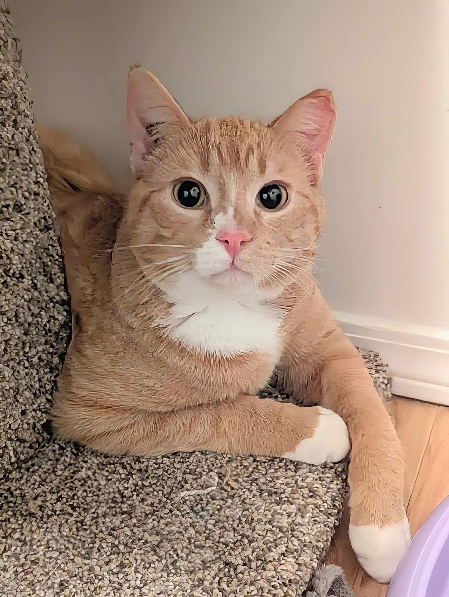 Mr. Milo, a ADOPTABLE Domestic Short Hair in Winnipeg, MB image 2/5