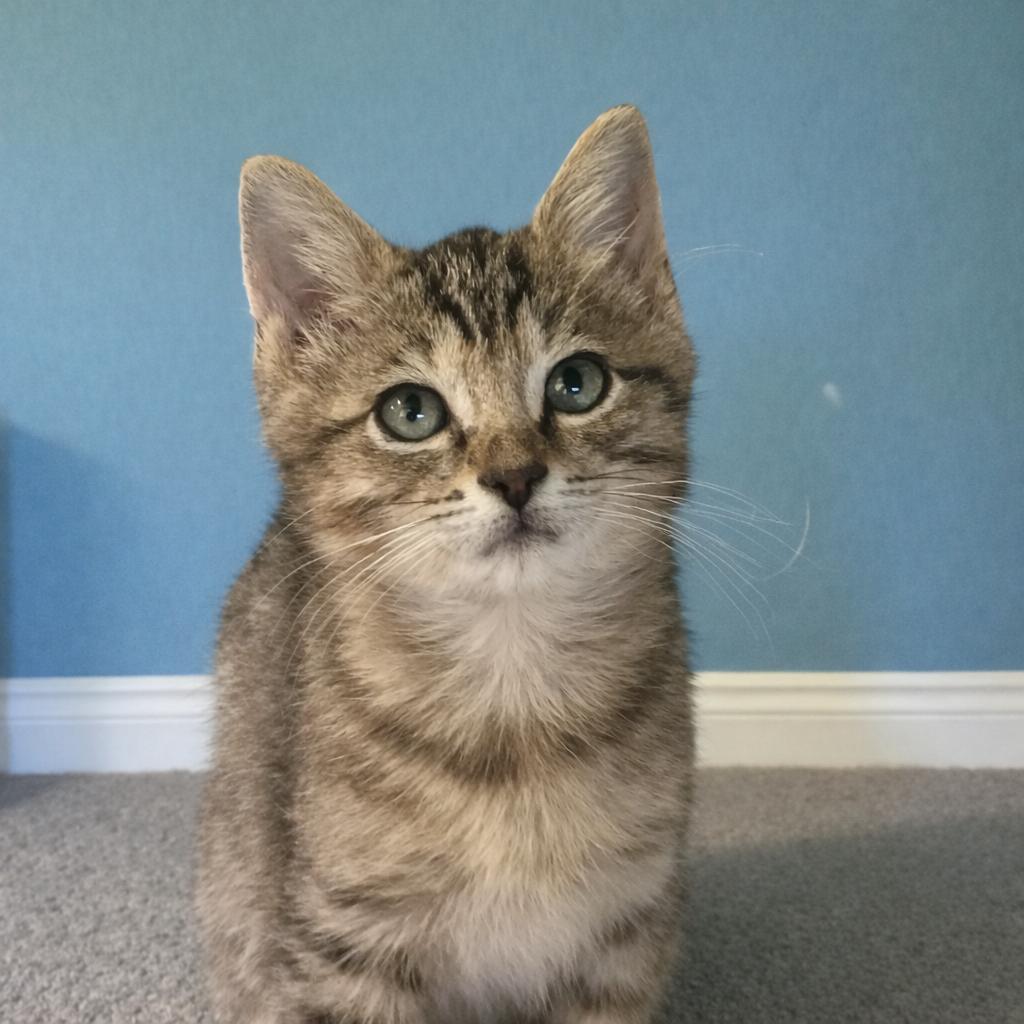 Enlarge Mistletoe — Bottle-Fed and Bursting with Love, a Adoptable mixed breed in Hillsboro, TX image 6/6