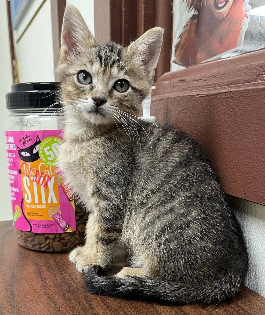 Enlarge Mistletoe — Bottle-Fed and Bursting with Love, a Adoptable mixed breed in Hillsboro, TX image 5/6