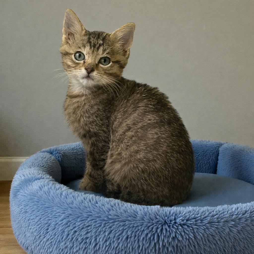 Enlarge Mistletoe — Bottle-Fed and Bursting with Love, a Adoptable mixed breed in Hillsboro, TX image 3/6