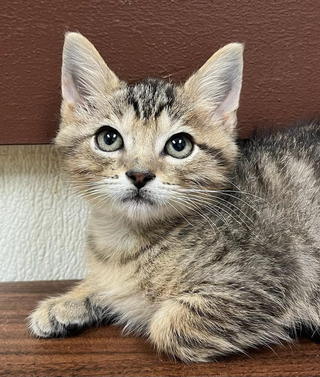 Mistletoe — Bottle-Fed and Bursting with Love, Adoptable, Kitten Male Tabby & Tiger.