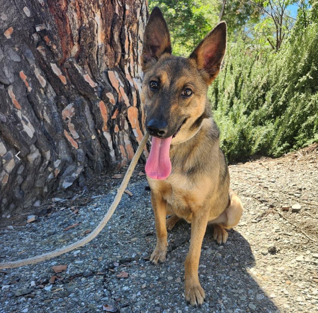 Molly, Adoptable, Puppy Female Shepherd.