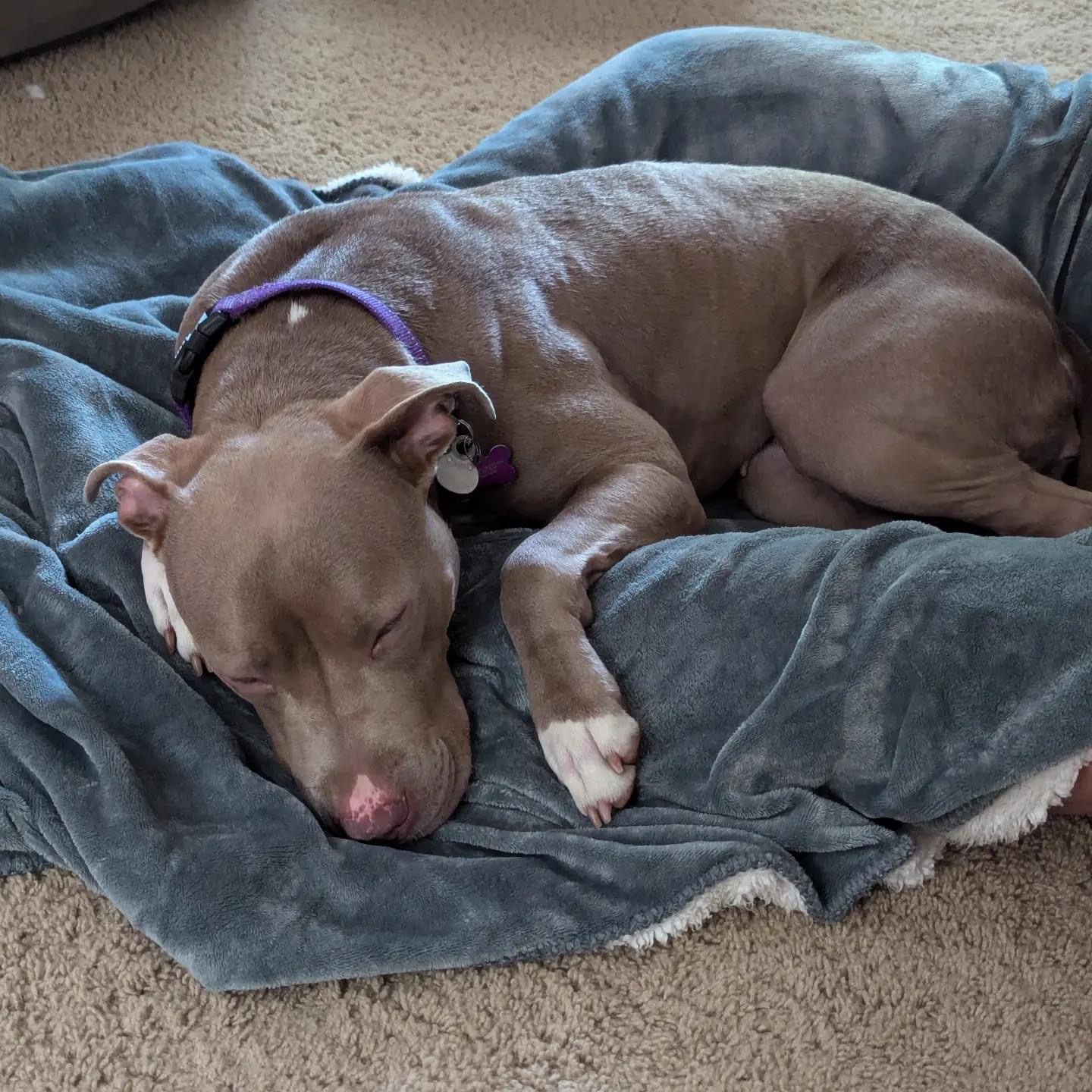 Rayna, a Adoptable American Staffordshire Terrier in Cumming, GA image 5/6