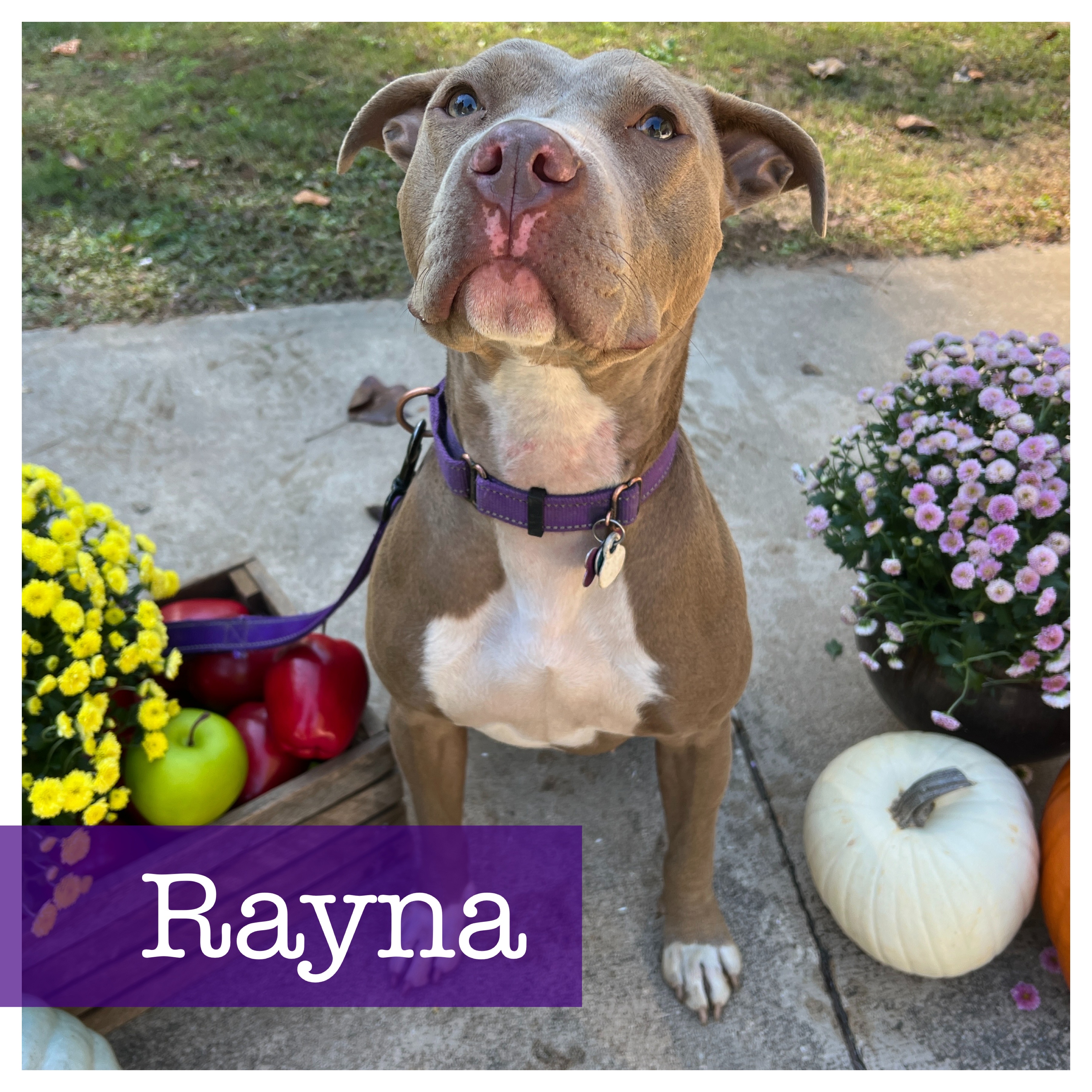 Rayna, a Adoptable American Staffordshire Terrier in Cumming, GA image 1/6