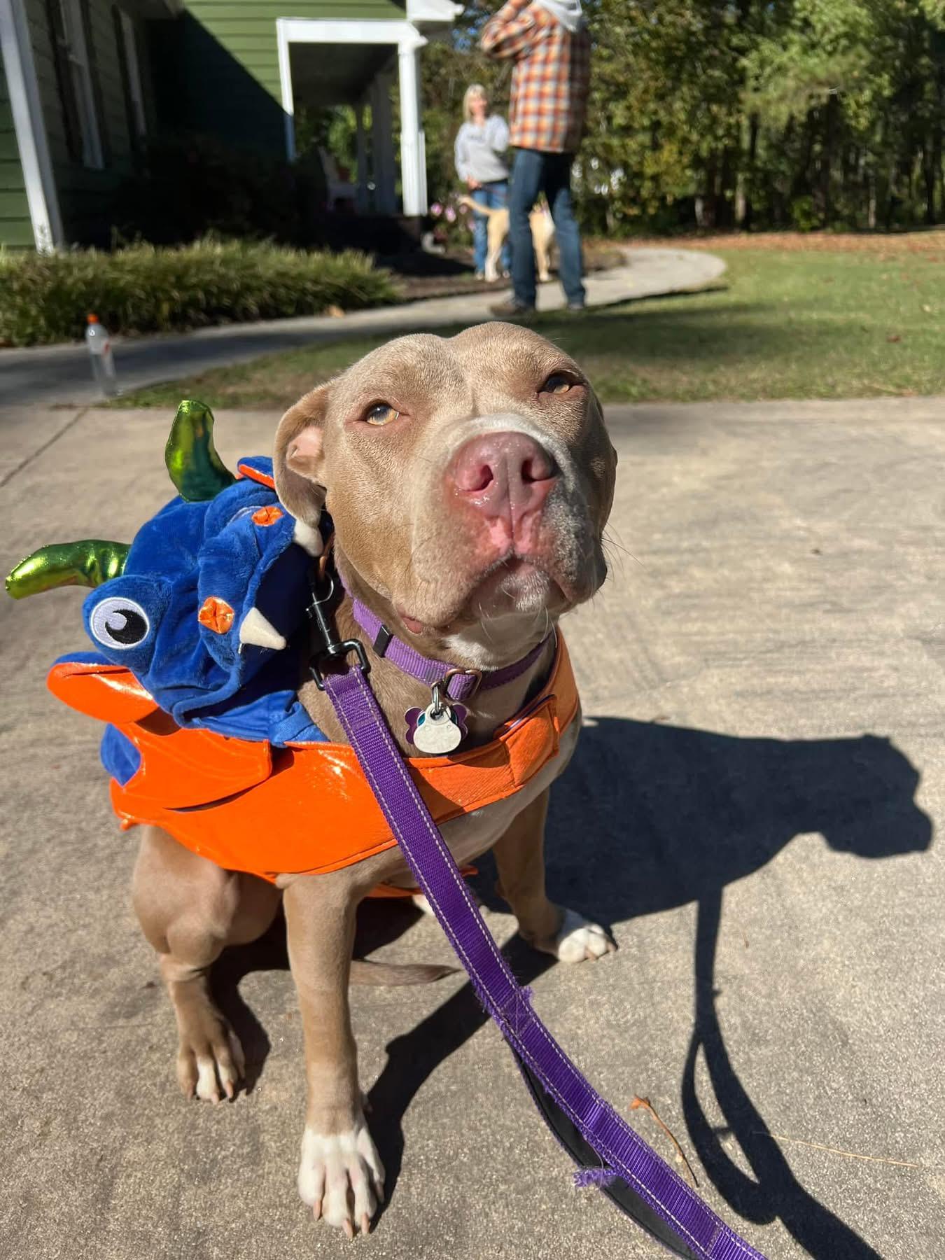 Rayna, a Adoptable American Staffordshire Terrier in Cumming, GA image 4/6