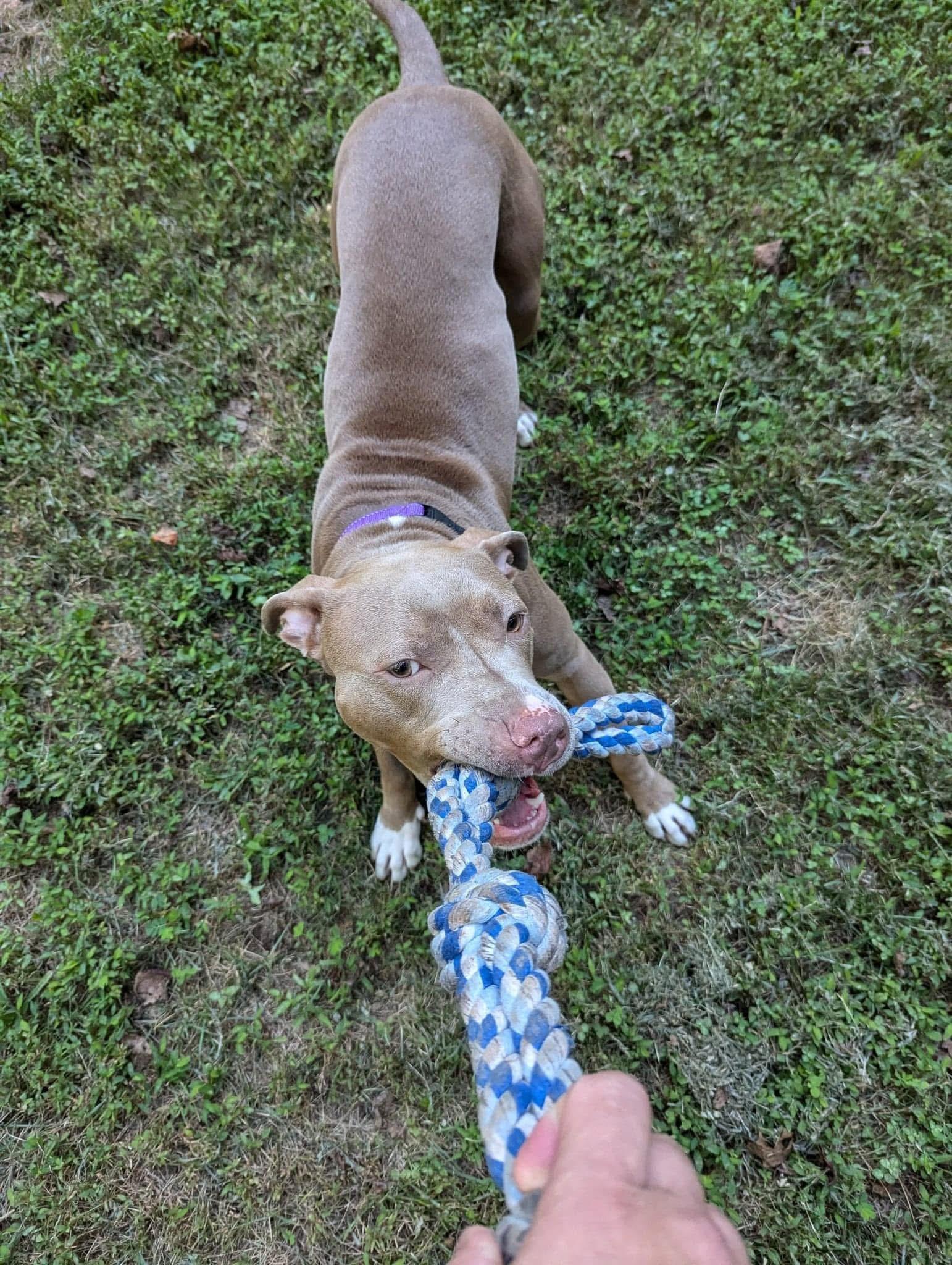 Rayna, a Adoptable American Staffordshire Terrier in Cumming, GA image 6/6