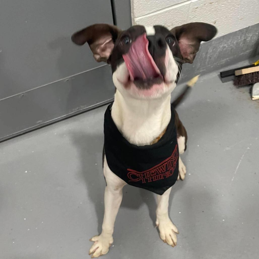 Mario, Adoptable, Young Male Mixed Breed.
