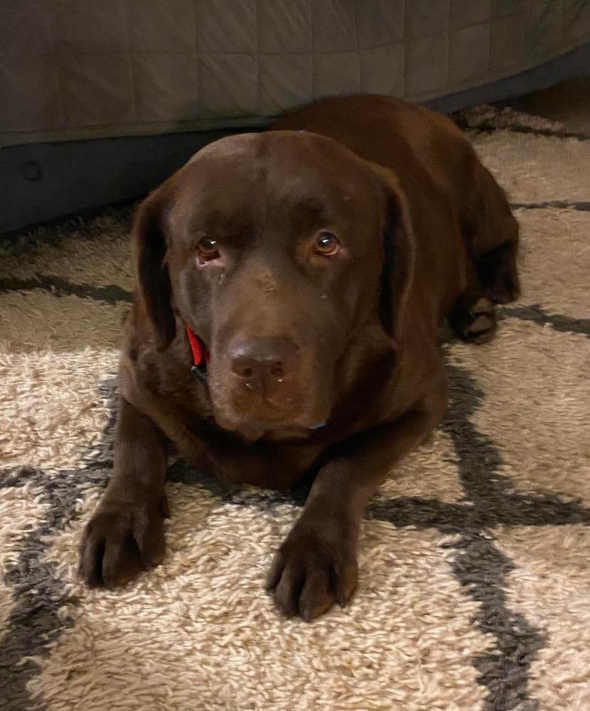 Enlarge Jenna, a Adoptable Labrador Retriever in Madison, WI image 1/4