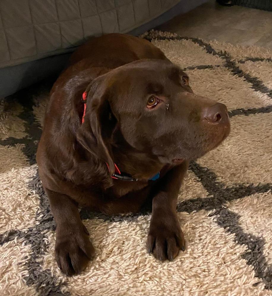 Enlarge Jenna, a Adoptable Labrador Retriever in Madison, WI image 2/4