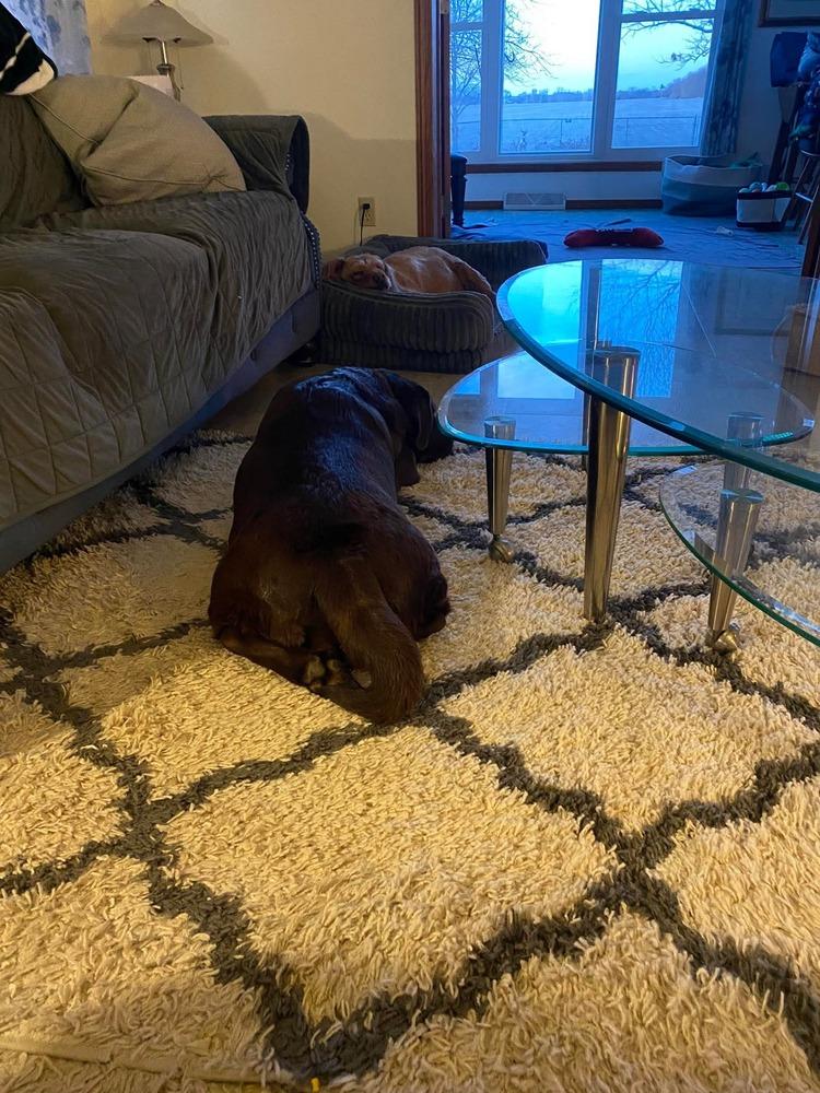 Enlarge Jenna, a Adoptable Labrador Retriever in Madison, WI image 3/4