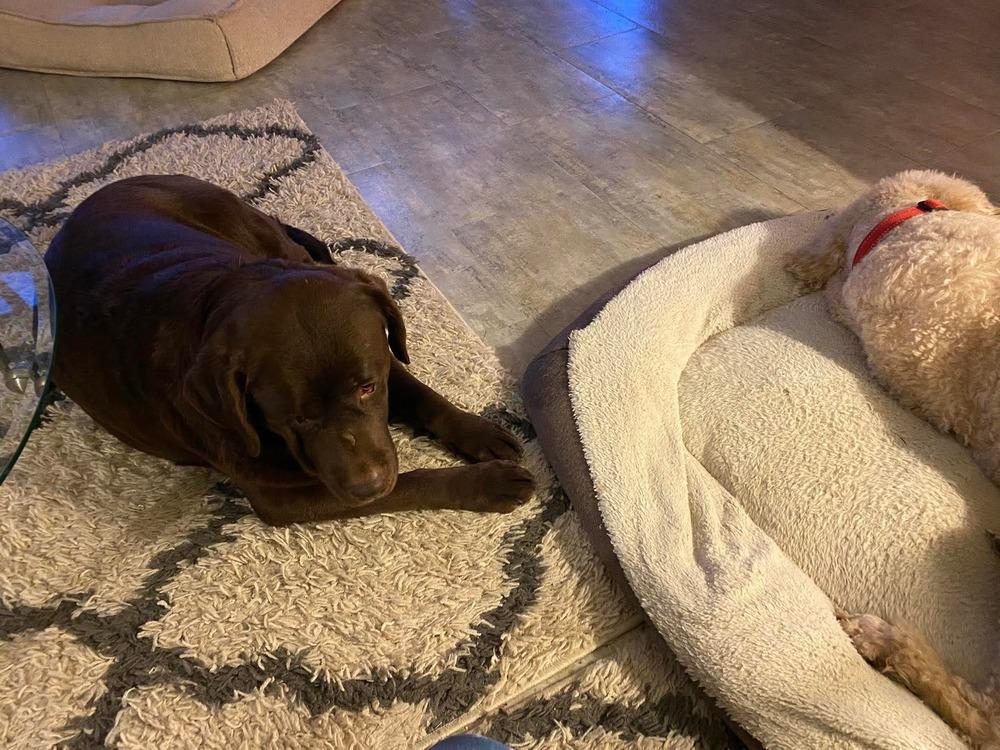 Enlarge Jenna, a Adoptable Labrador Retriever in Madison, WI image 4/4