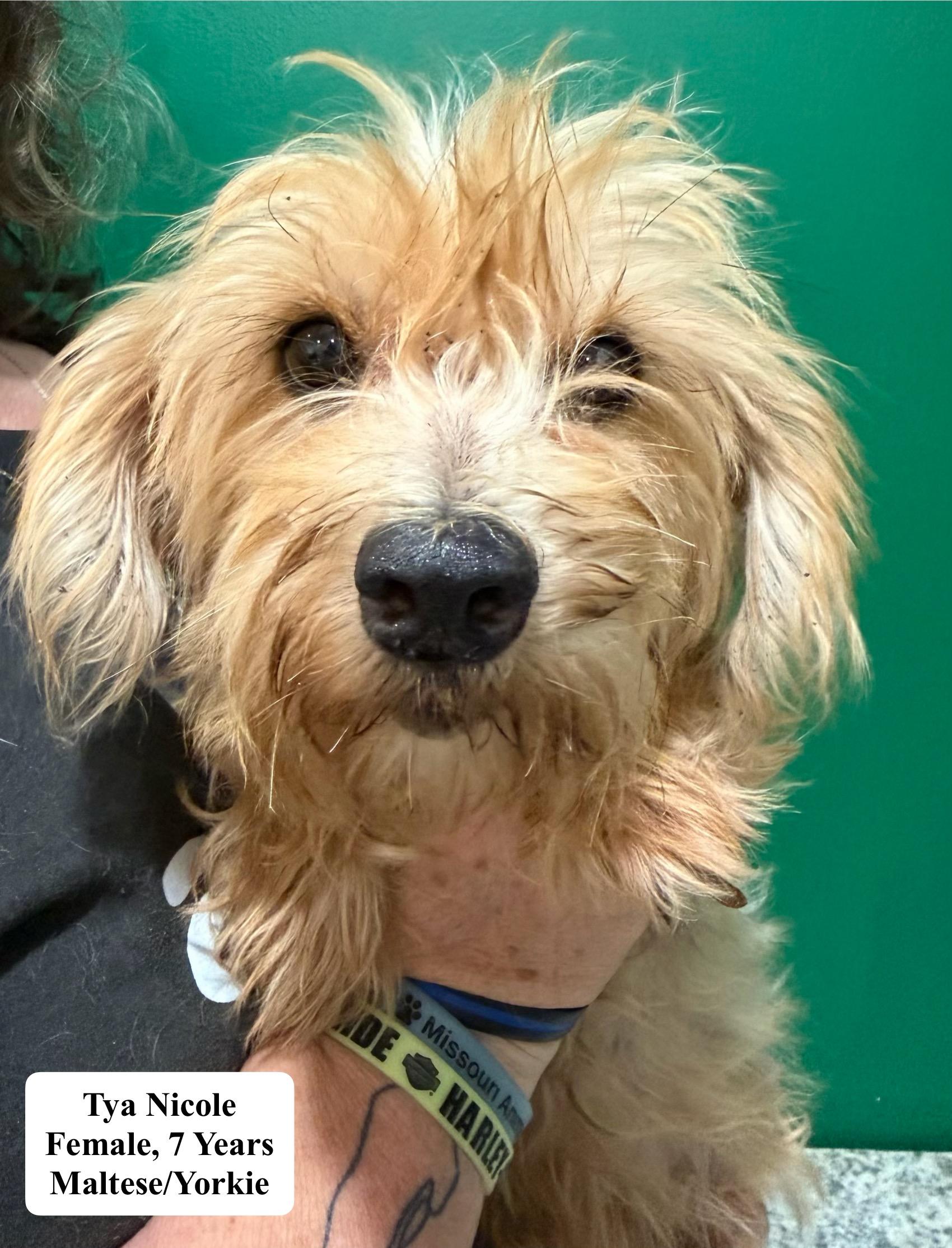 Tya Nicole, Adoptable, Adult Female Maltese & Yorkshire Terrier.
