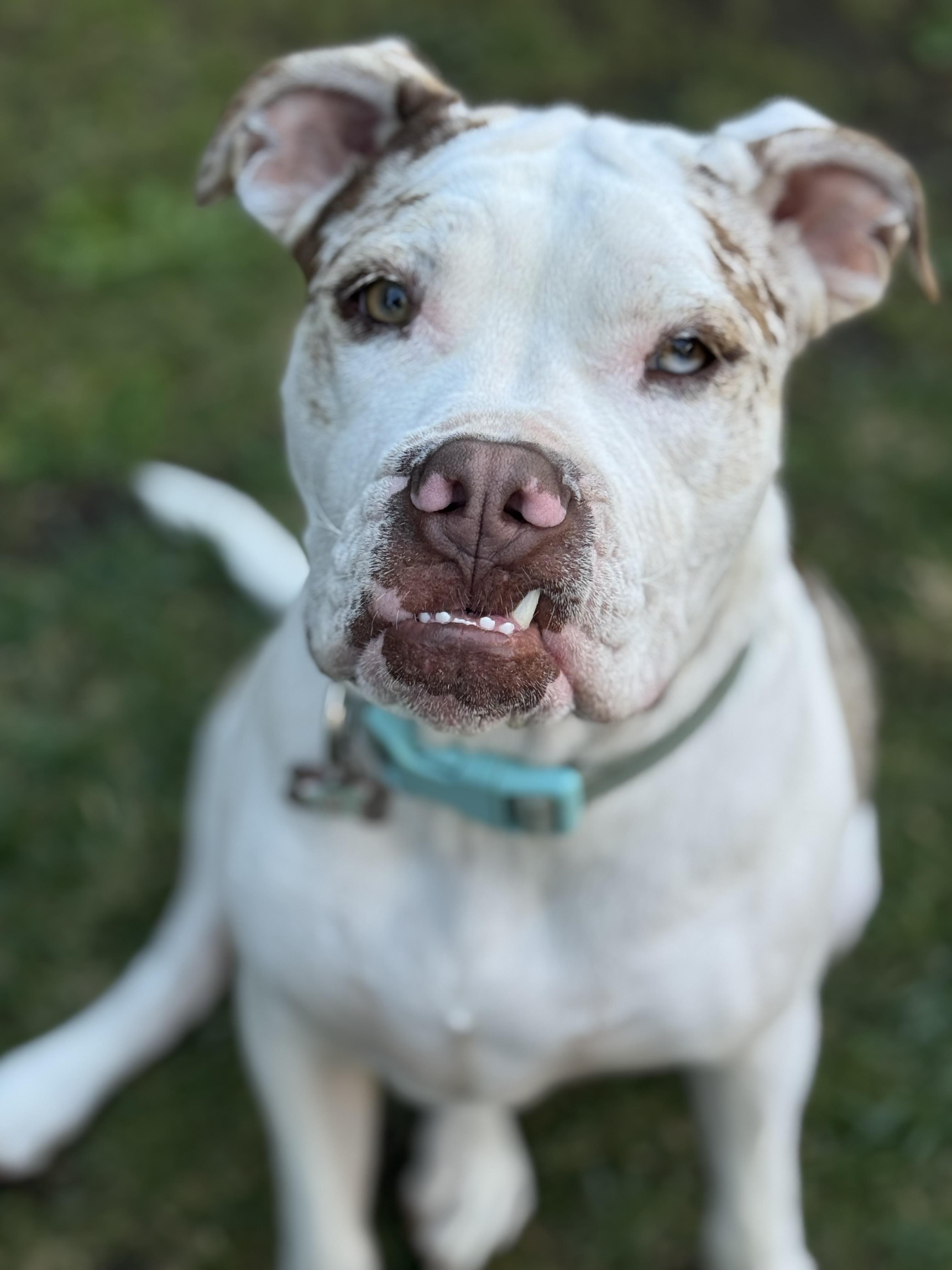 Enlarge Zaza-ADOPT Me!!, a Adoptable mixed breed in Redondo Beach, CA image 3/6