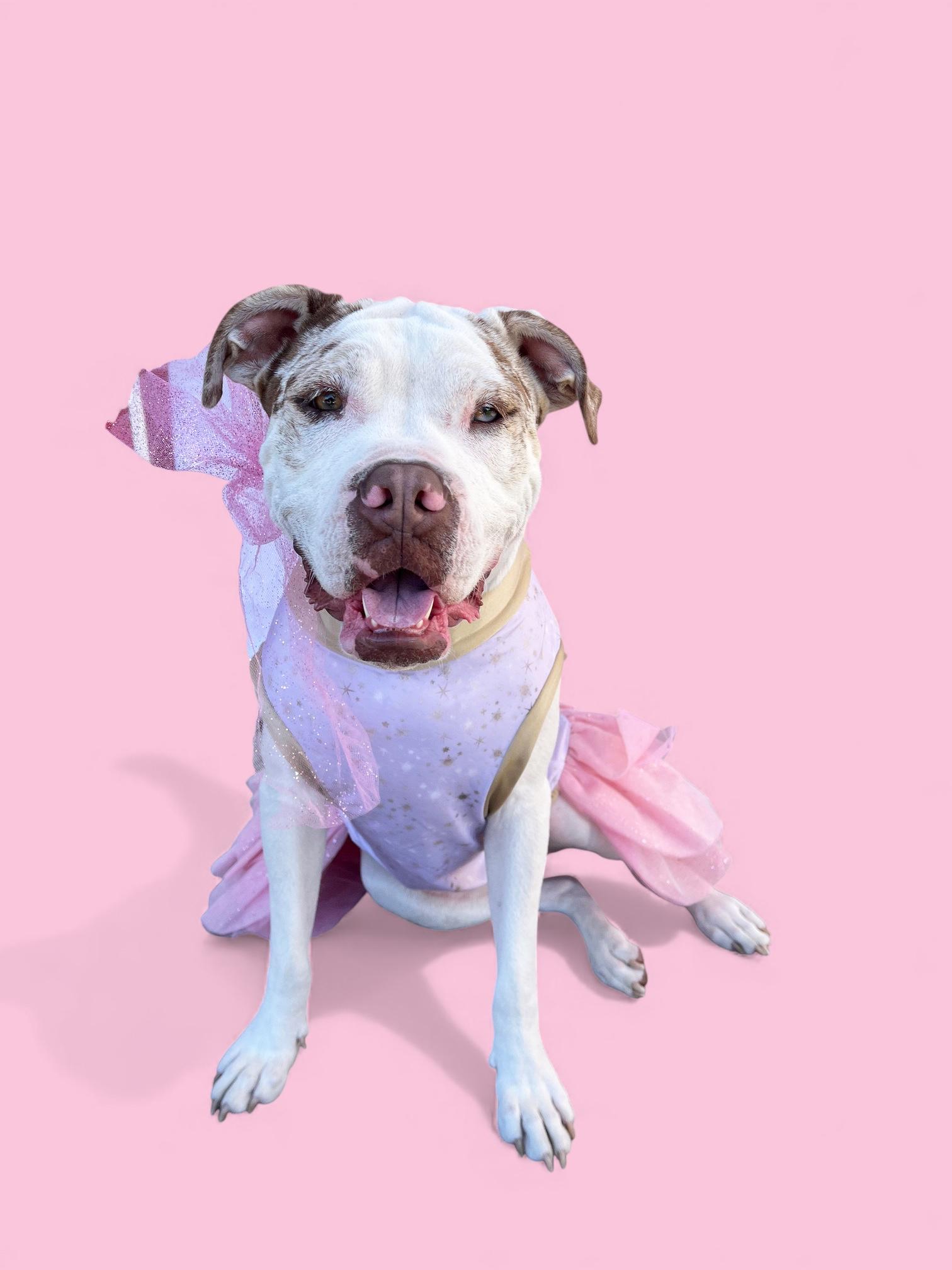 Enlarge Zaza-ADOPT Me!!, a Adoptable mixed breed in Redondo Beach, CA image 4/6