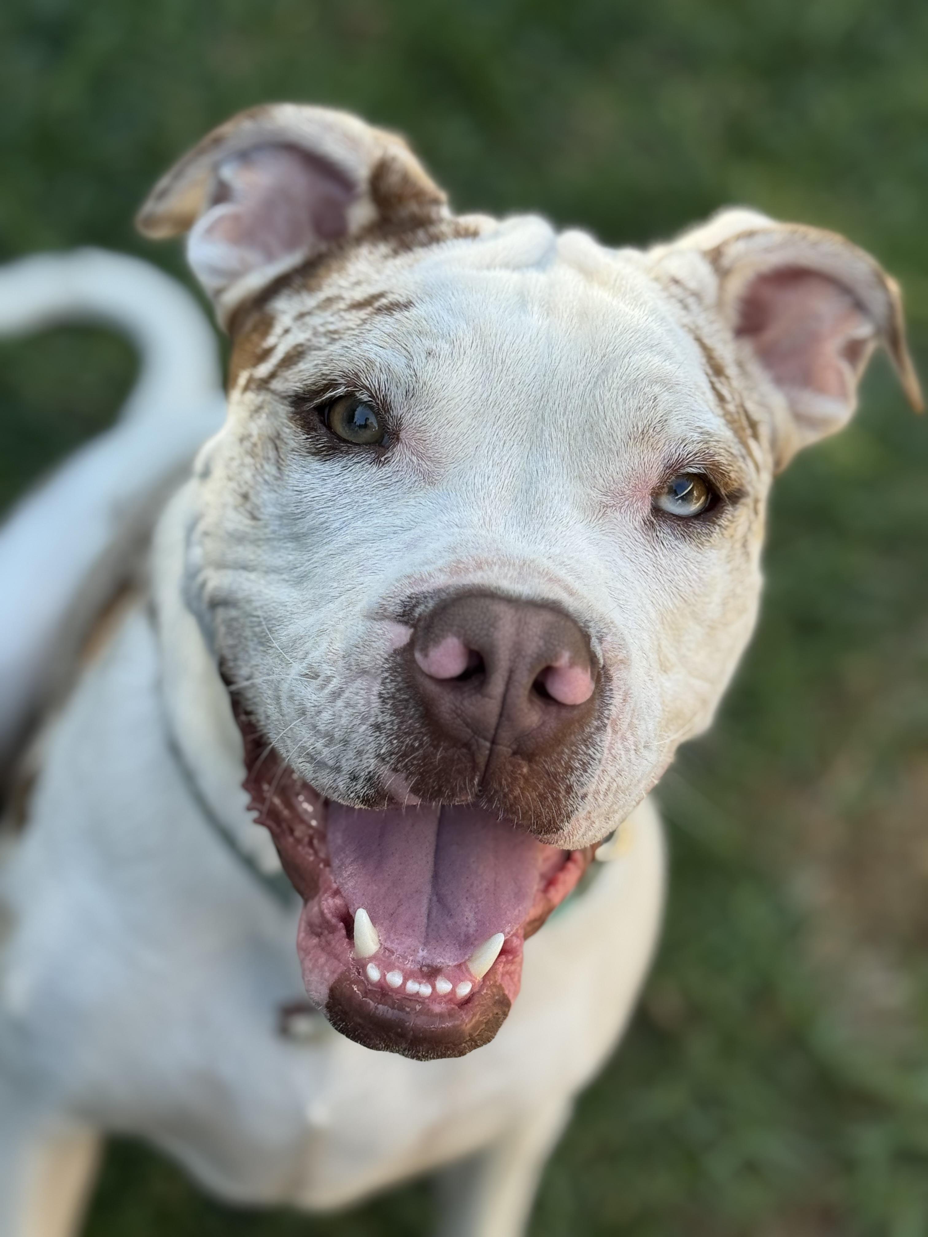 Enlarge Zaza-ADOPT Me!!, a Adoptable mixed breed in Redondo Beach, CA image 6/6