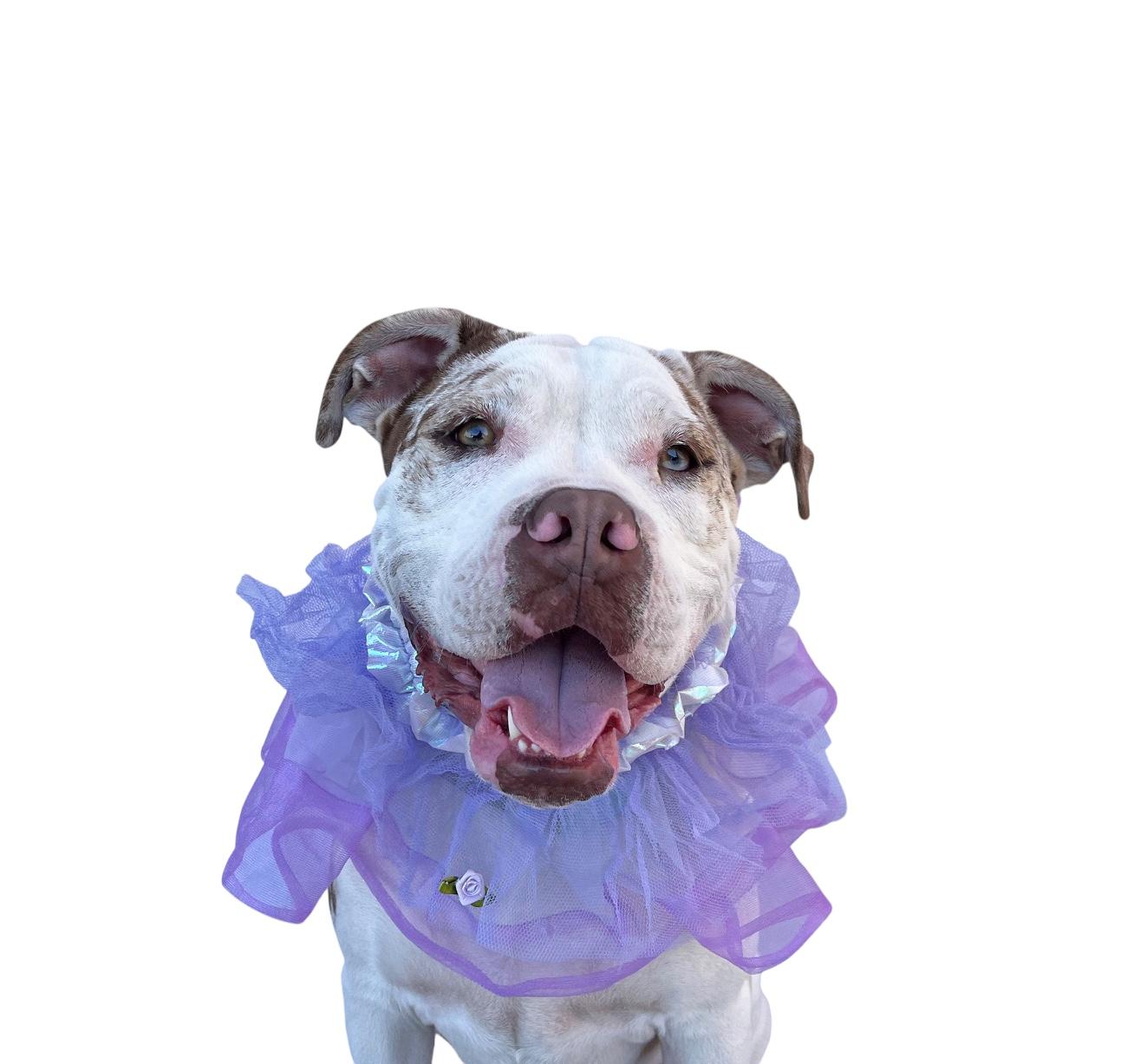 Zaza-ADOPT Me!!, Adoptable, Young Female American Bulldog & Boxer.