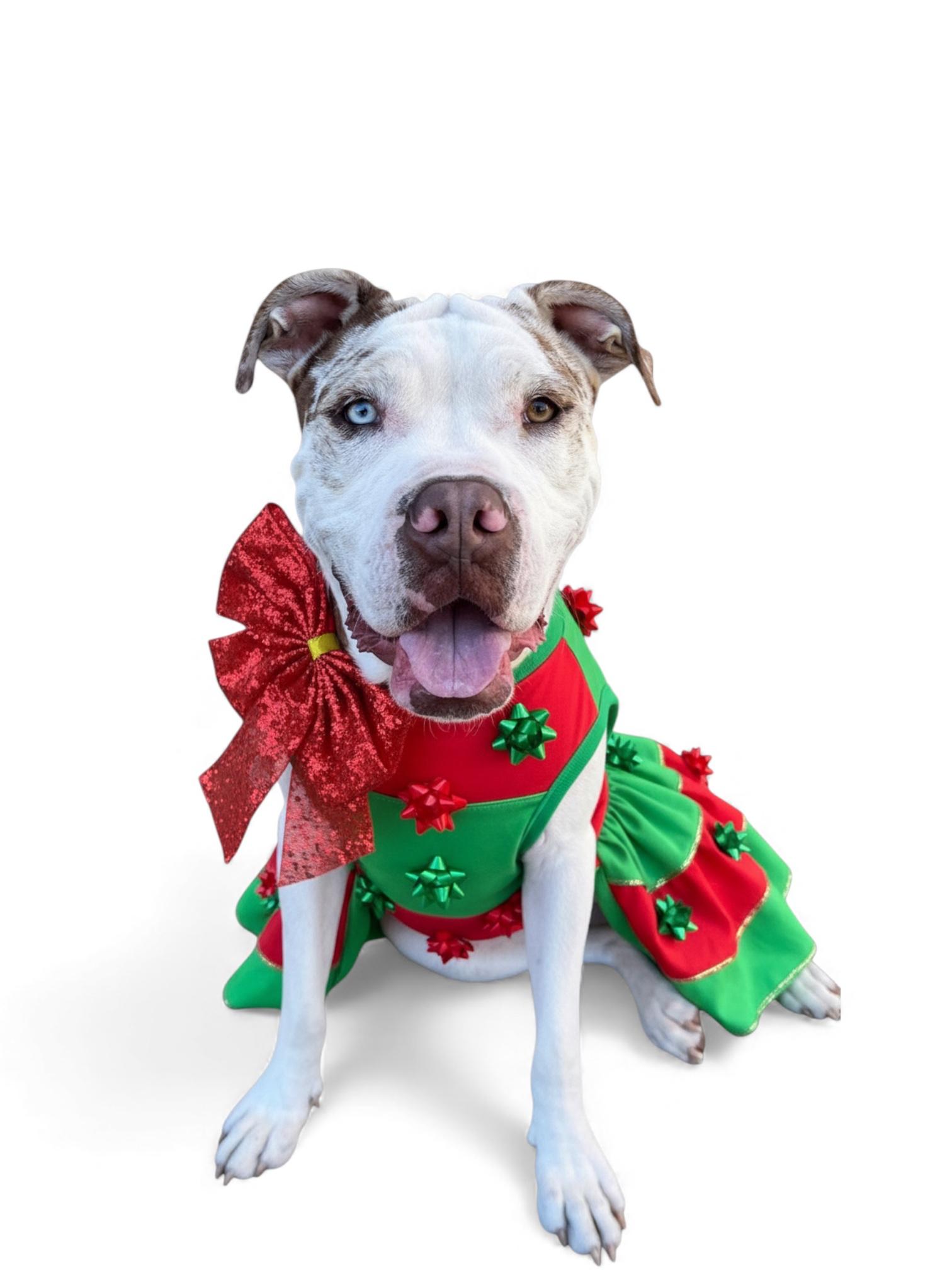 Enlarge Zaza-ADOPT Me!!, a Adoptable mixed breed in Redondo Beach, CA image 2/6