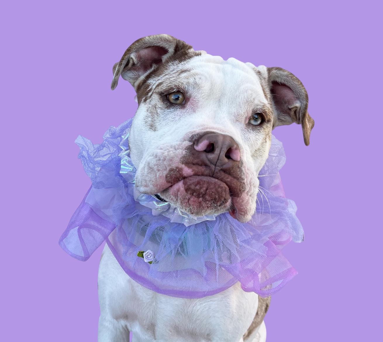 Enlarge Zaza-ADOPT Me!!, a Adoptable mixed breed in Redondo Beach, CA image 5/6