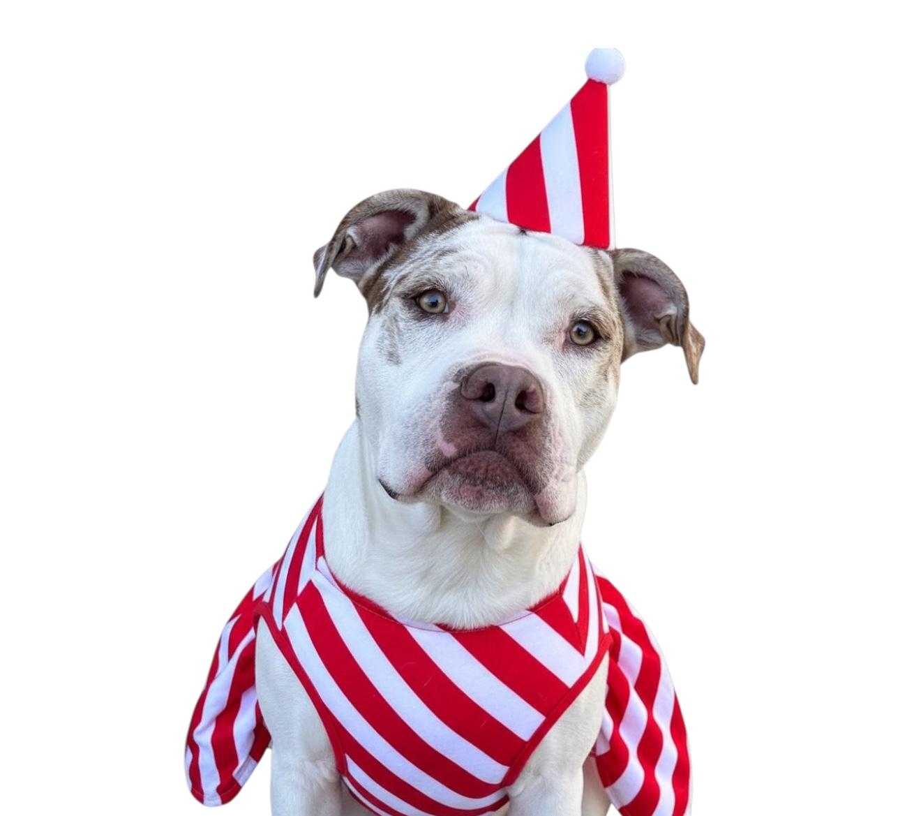 Enlarge Zaza-ADOPT Me!!, a Adoptable mixed breed in Redondo Beach, CA image 1/6