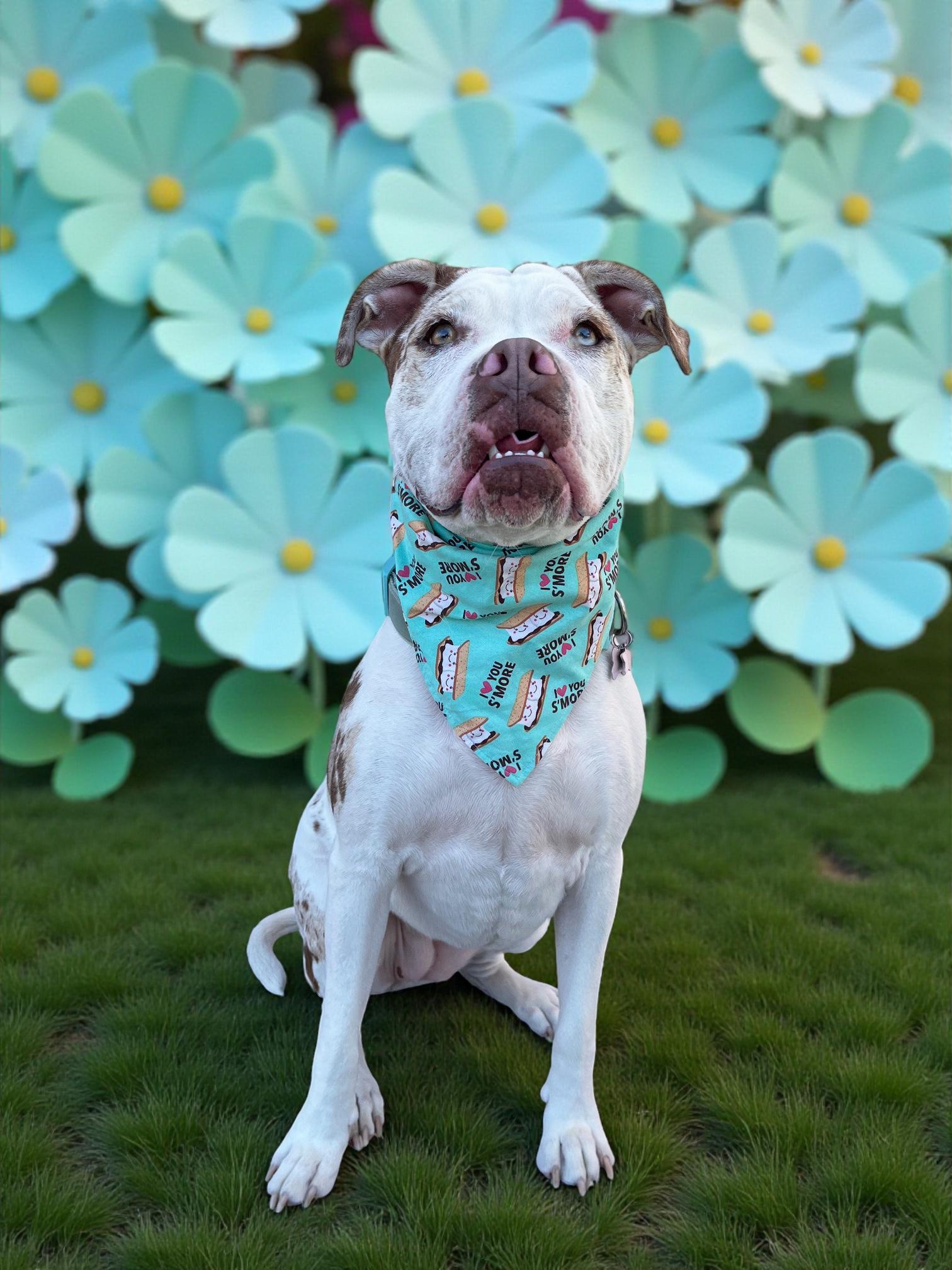 Enlarge Zaza-ADOPT Me!!, a Adoptable mixed breed in Redondo Beach, CA image 2/6