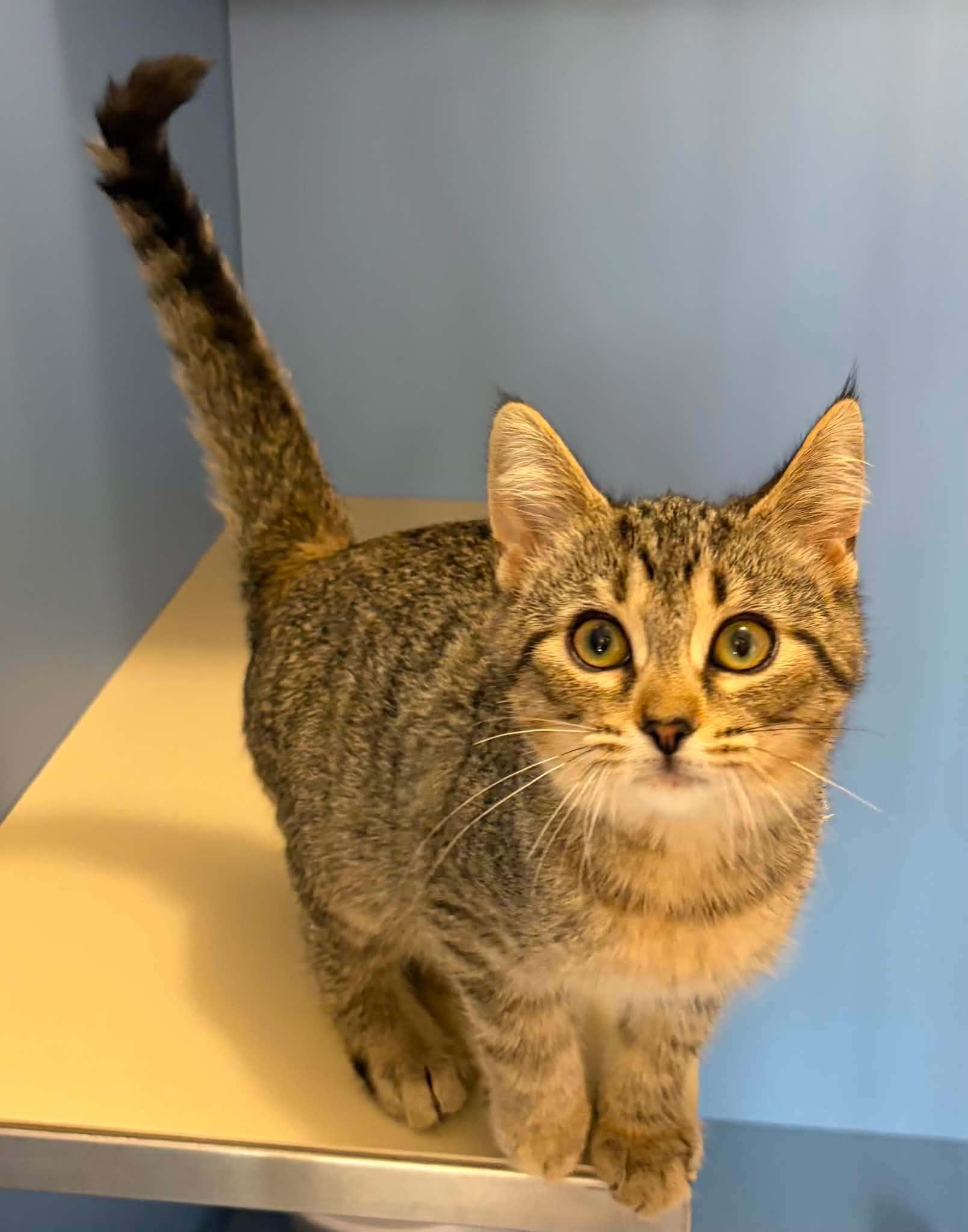 Honey, Adopted, Young Female Domestic Short Hair.