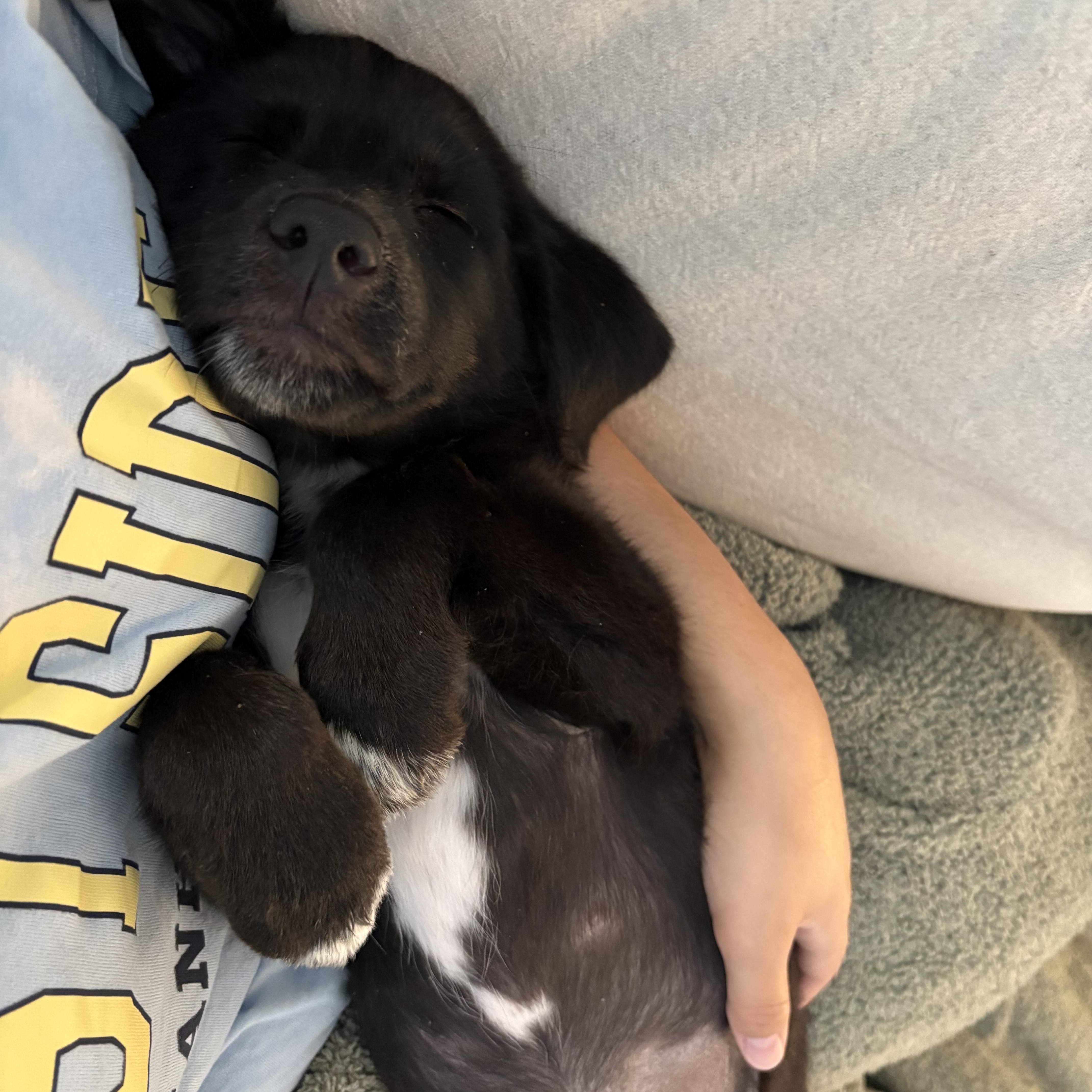 Enlarge Winona, a ADOPTABLE mixed breed in San Diego, CA image 2/2